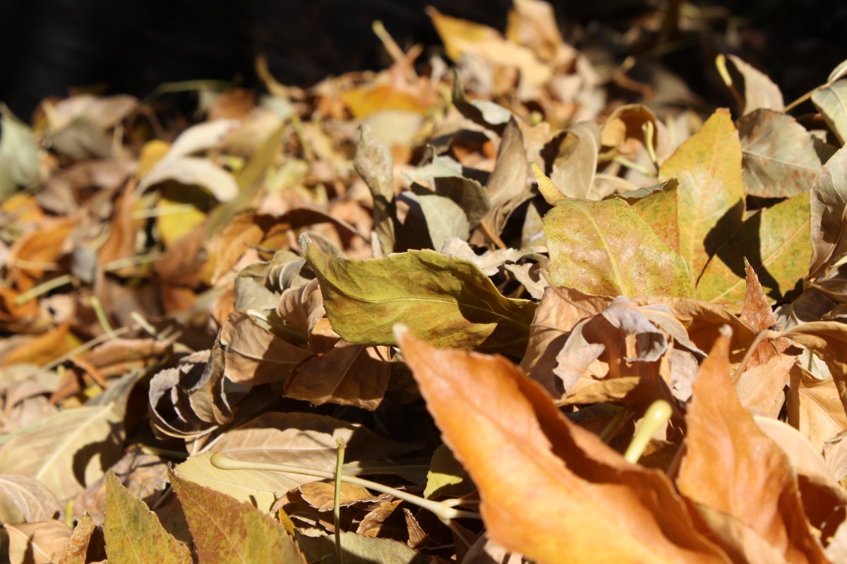 pile of fall leaves