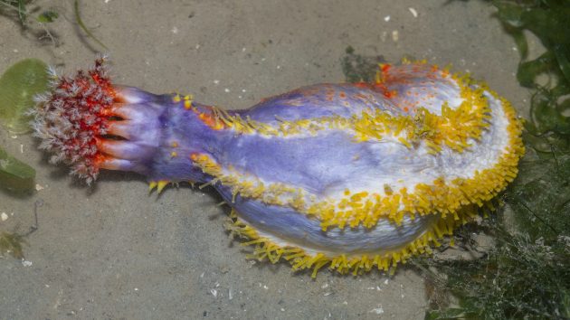 The Bizarre and Disturbing Life of Sea Cucumbers