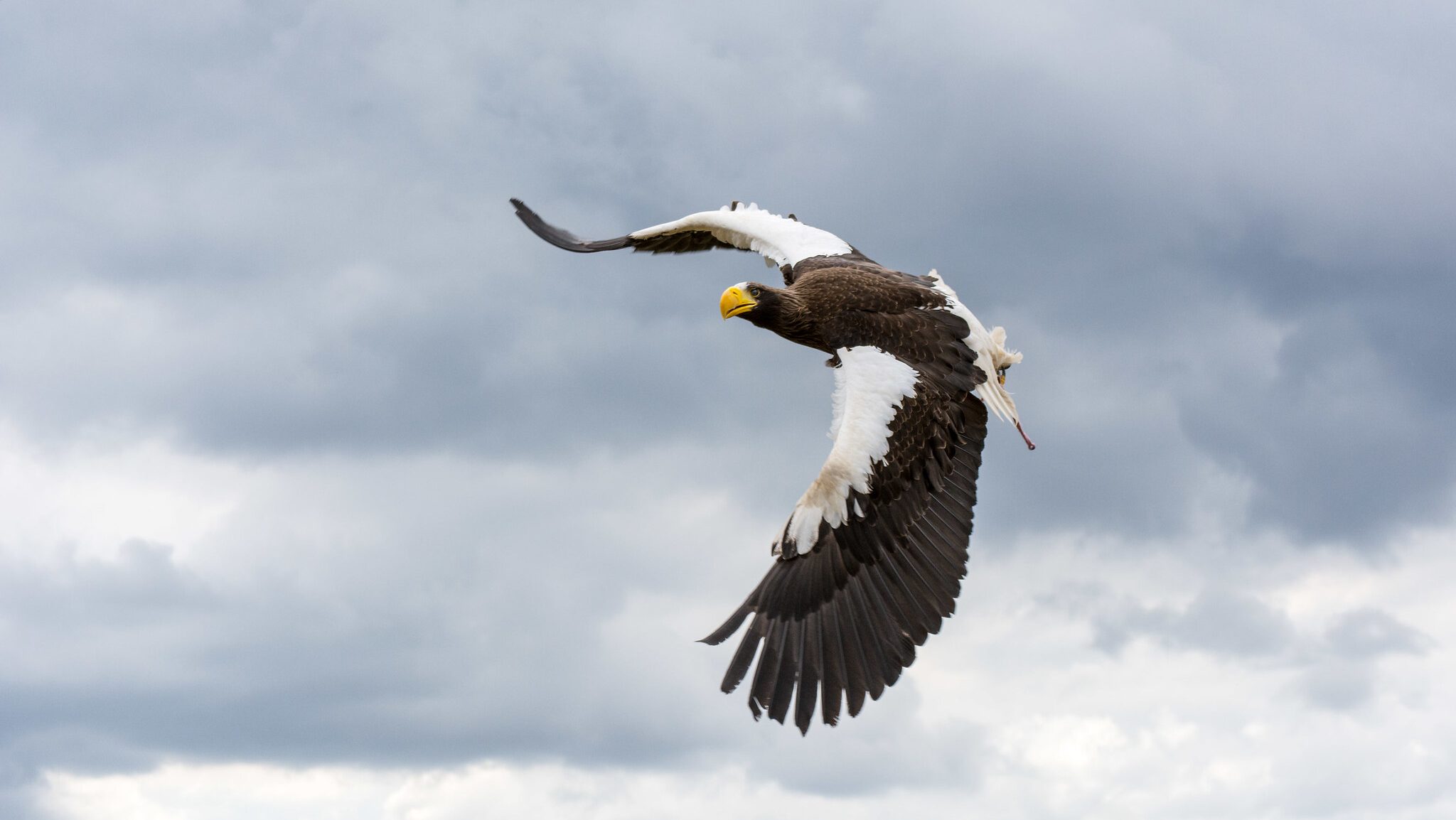 large raptor with black and white plumage flying