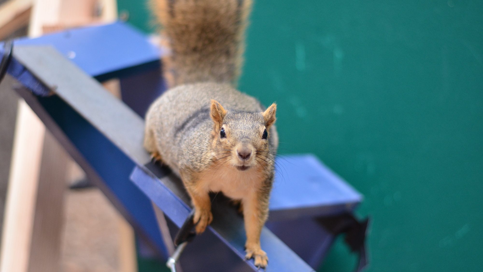 squirrel on a blue narrow beam looking at camera