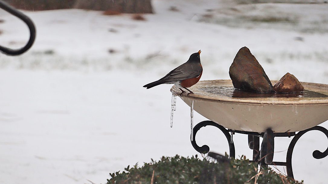 bird drinking from birdbath