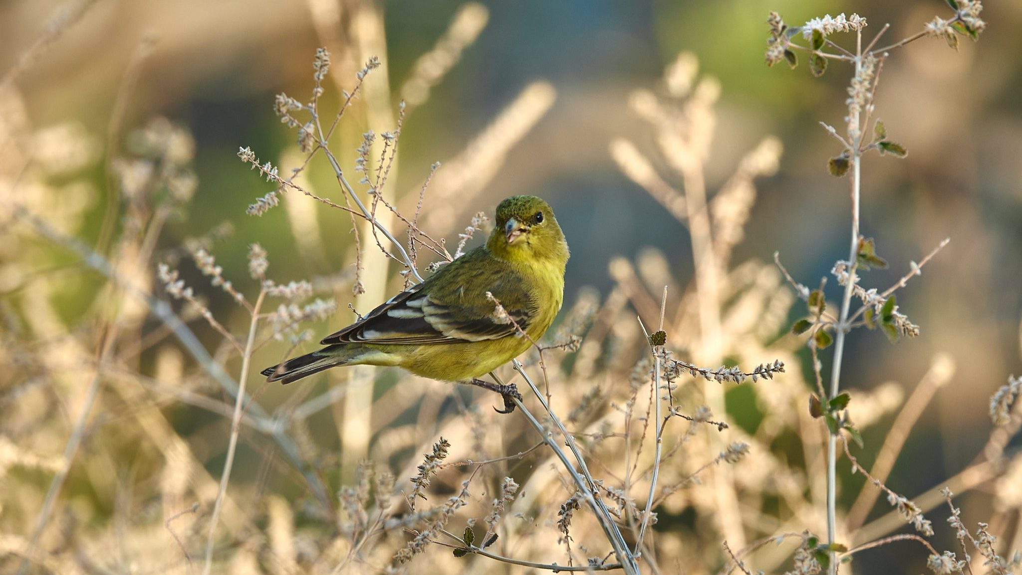 small olive green bird on dead vegetation