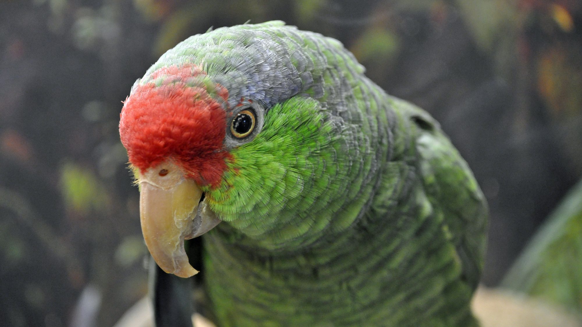 red and green parrot