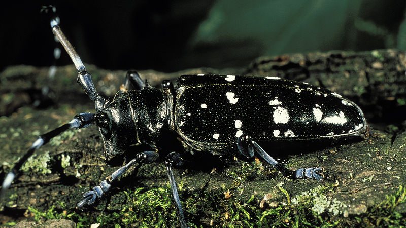 black beetle with white spots