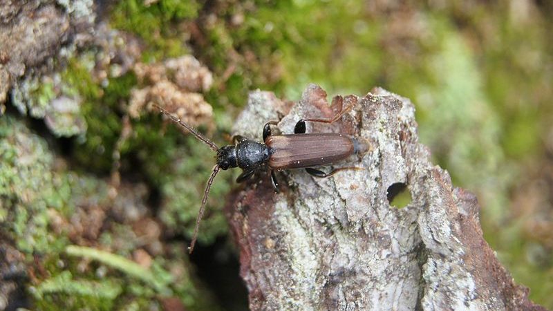 brown insect on a rock