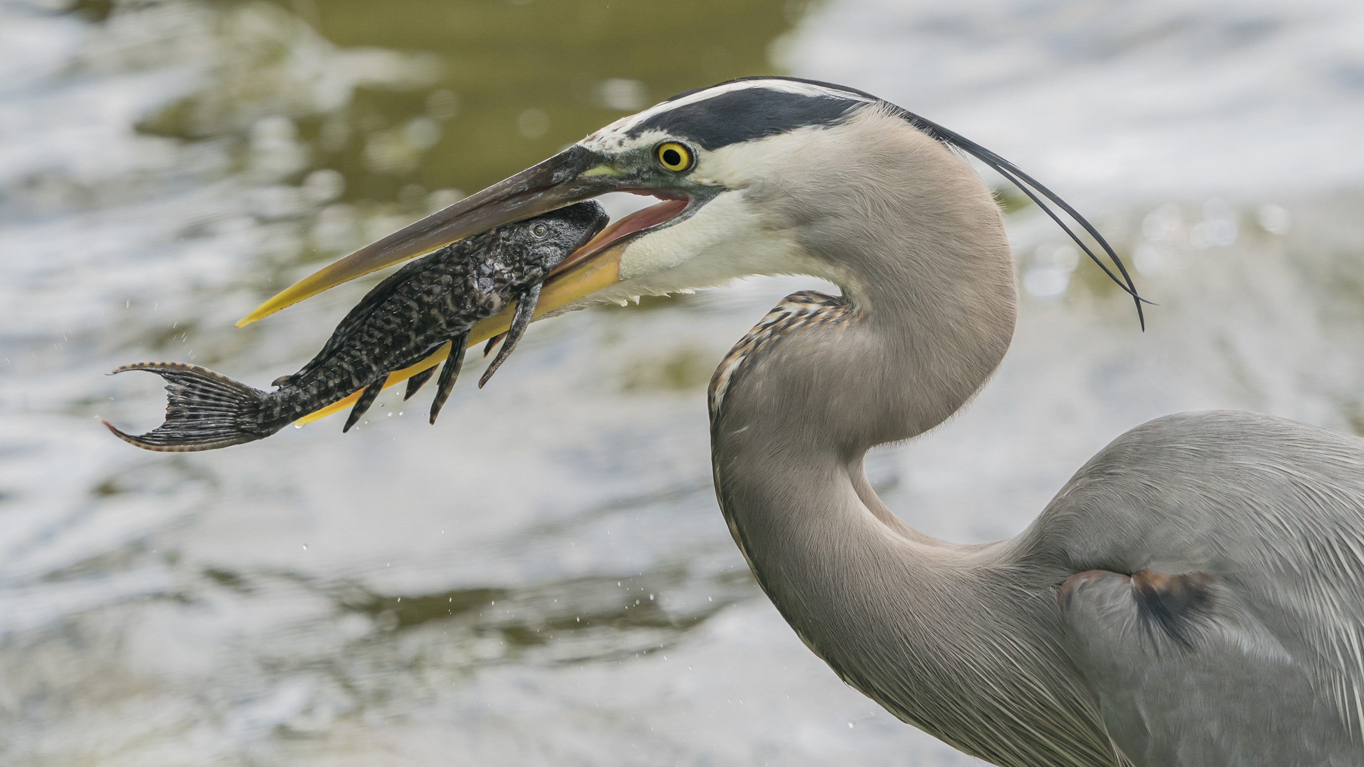 great blue heron with a pleco in its mouth