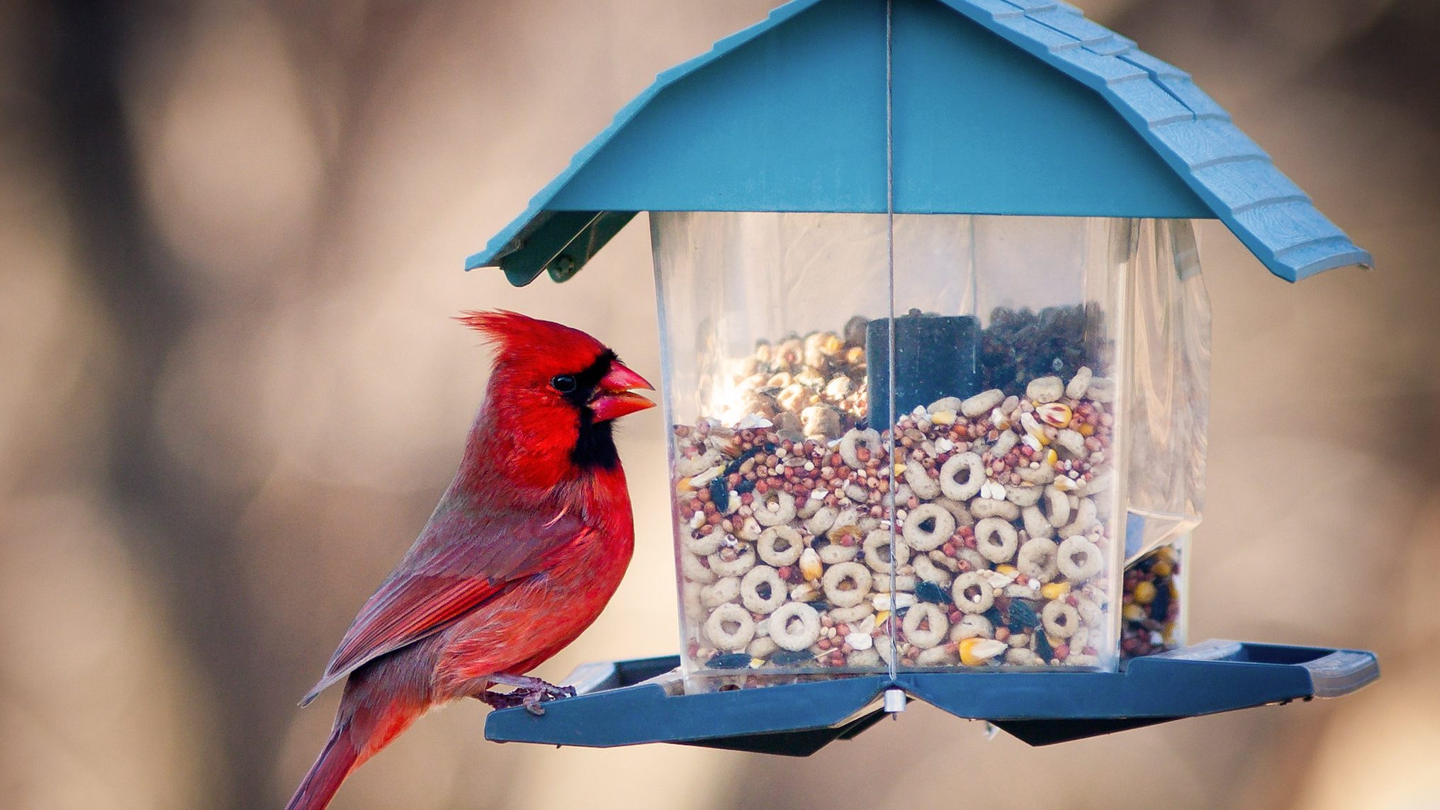 red bird on a feeder