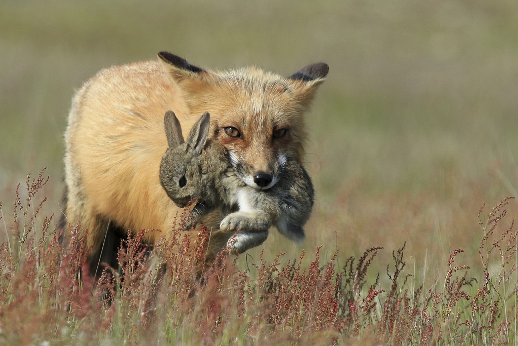 fox walking through grass holding a rabbit in its mouth