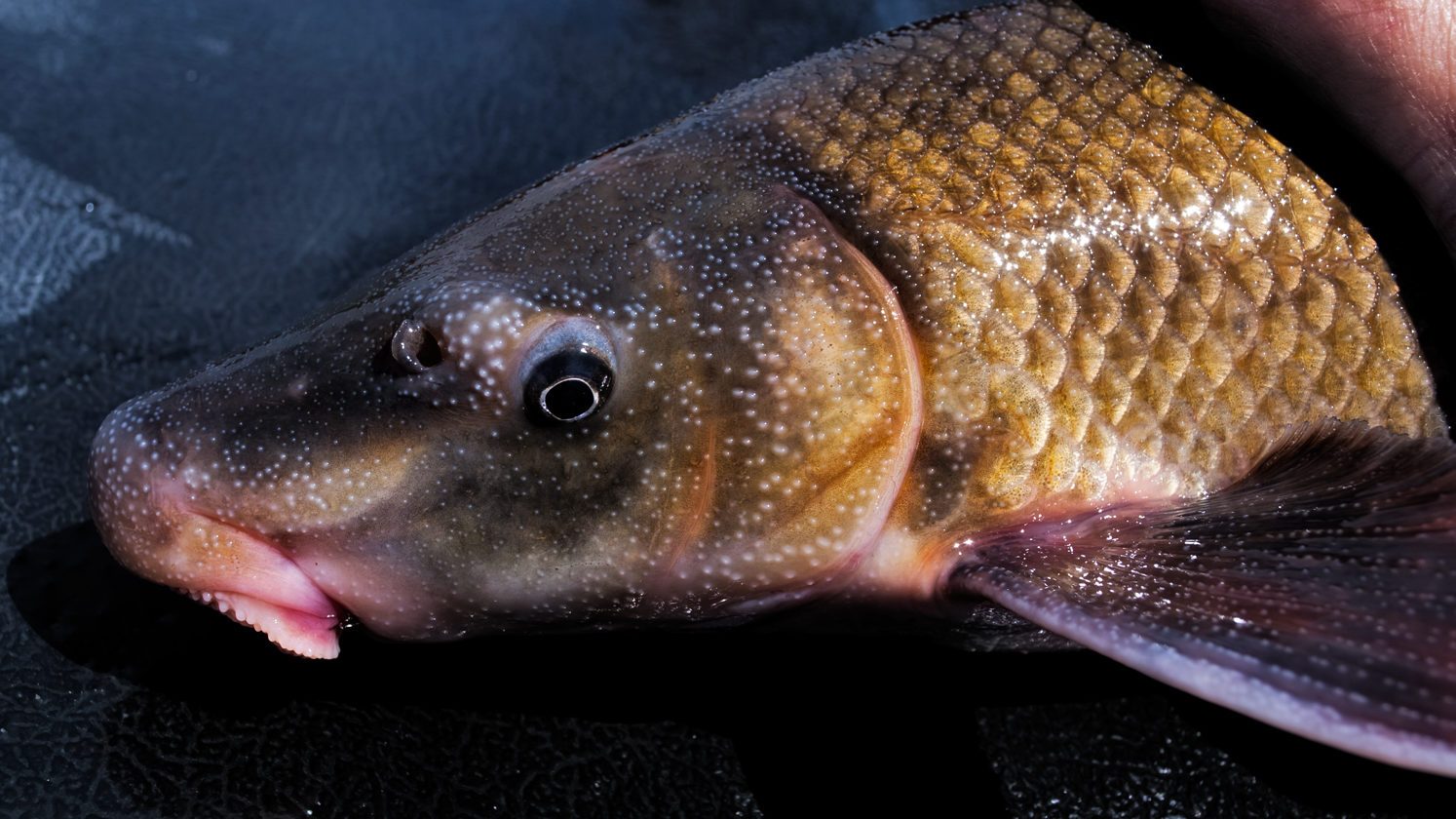 9 Cool Freshwater Fish You've Never Heard Of - Cool Green Science