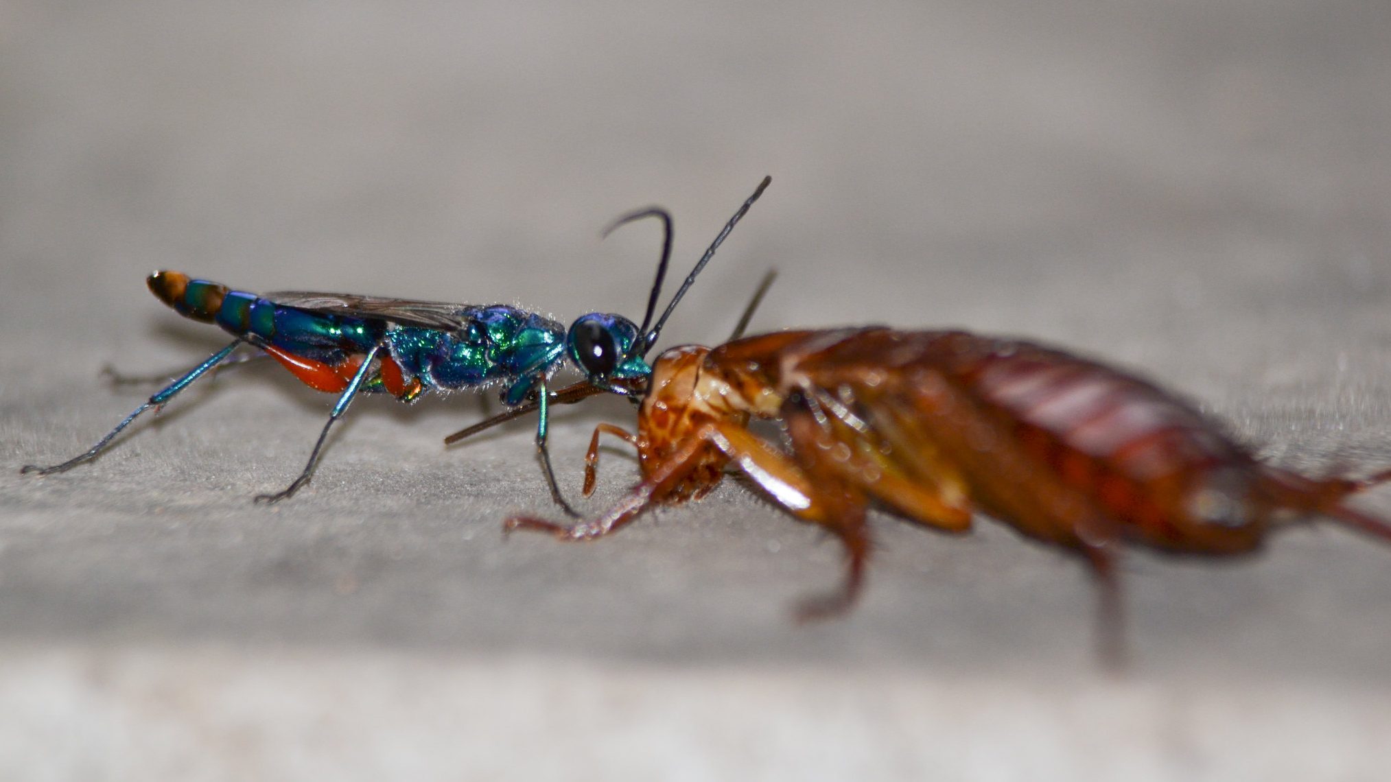 wasp and cockroach
