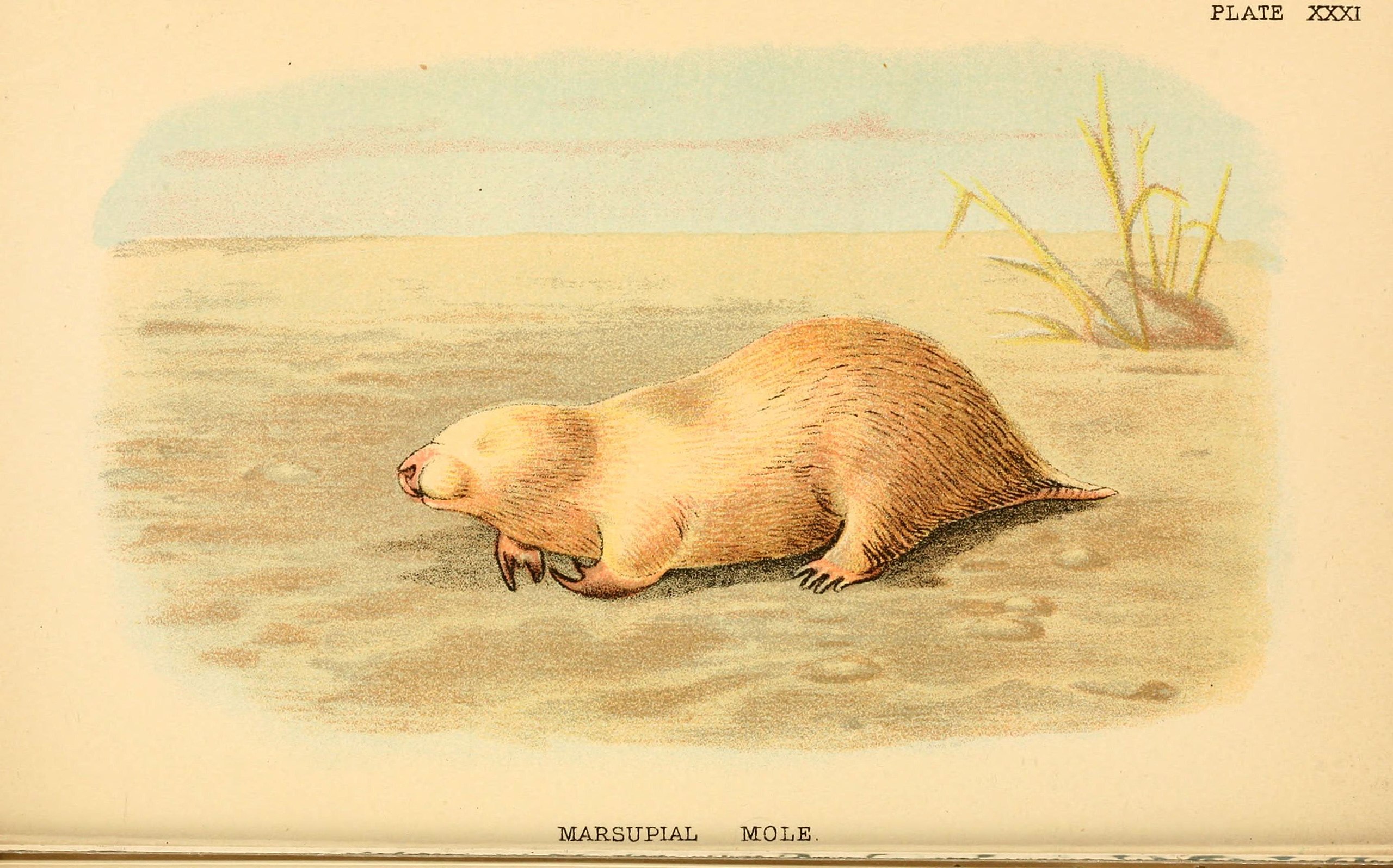 drawing of a small golden mole with grass in the background