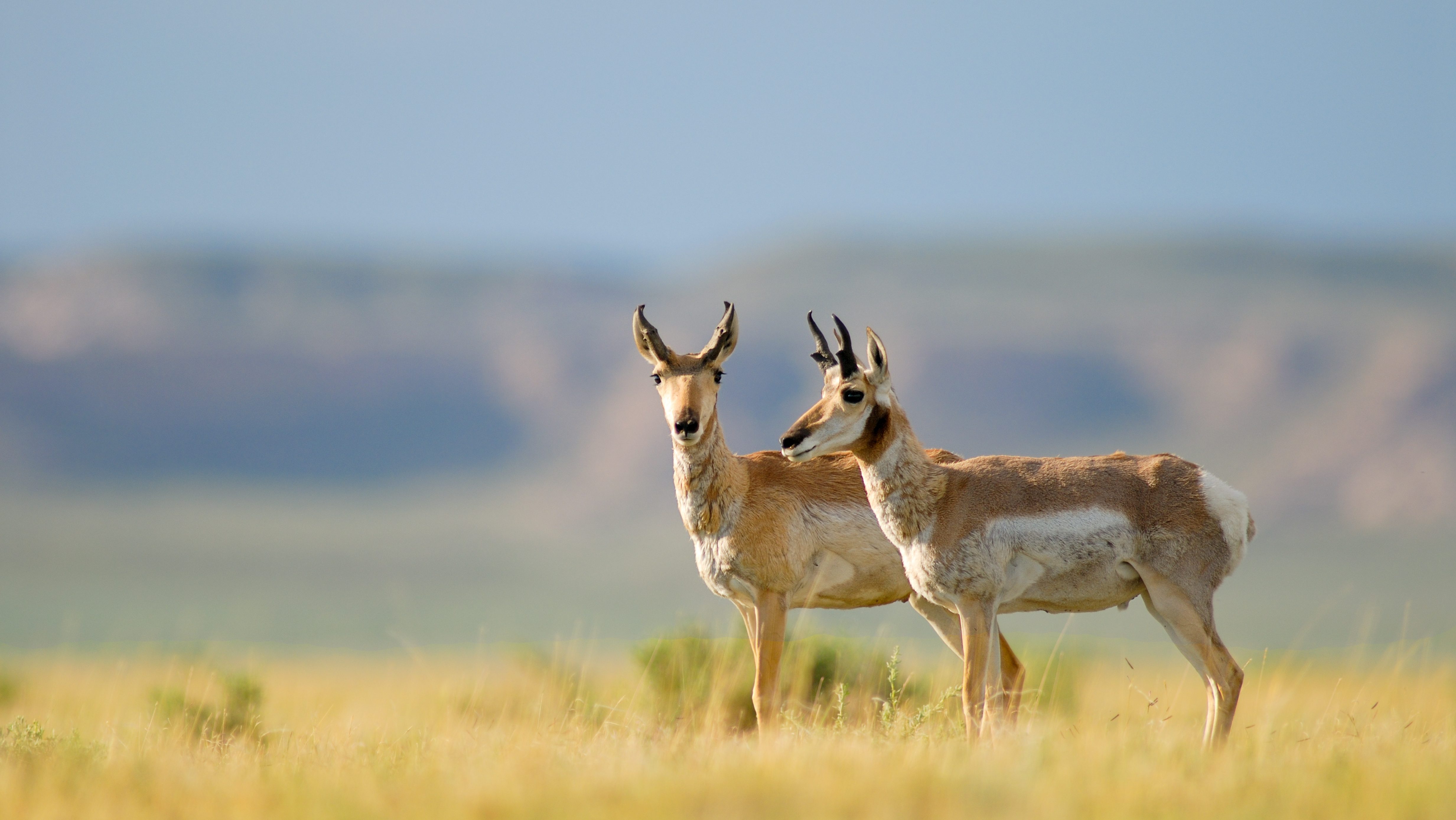 Did You Know Pronghorns Shed Their Horns?