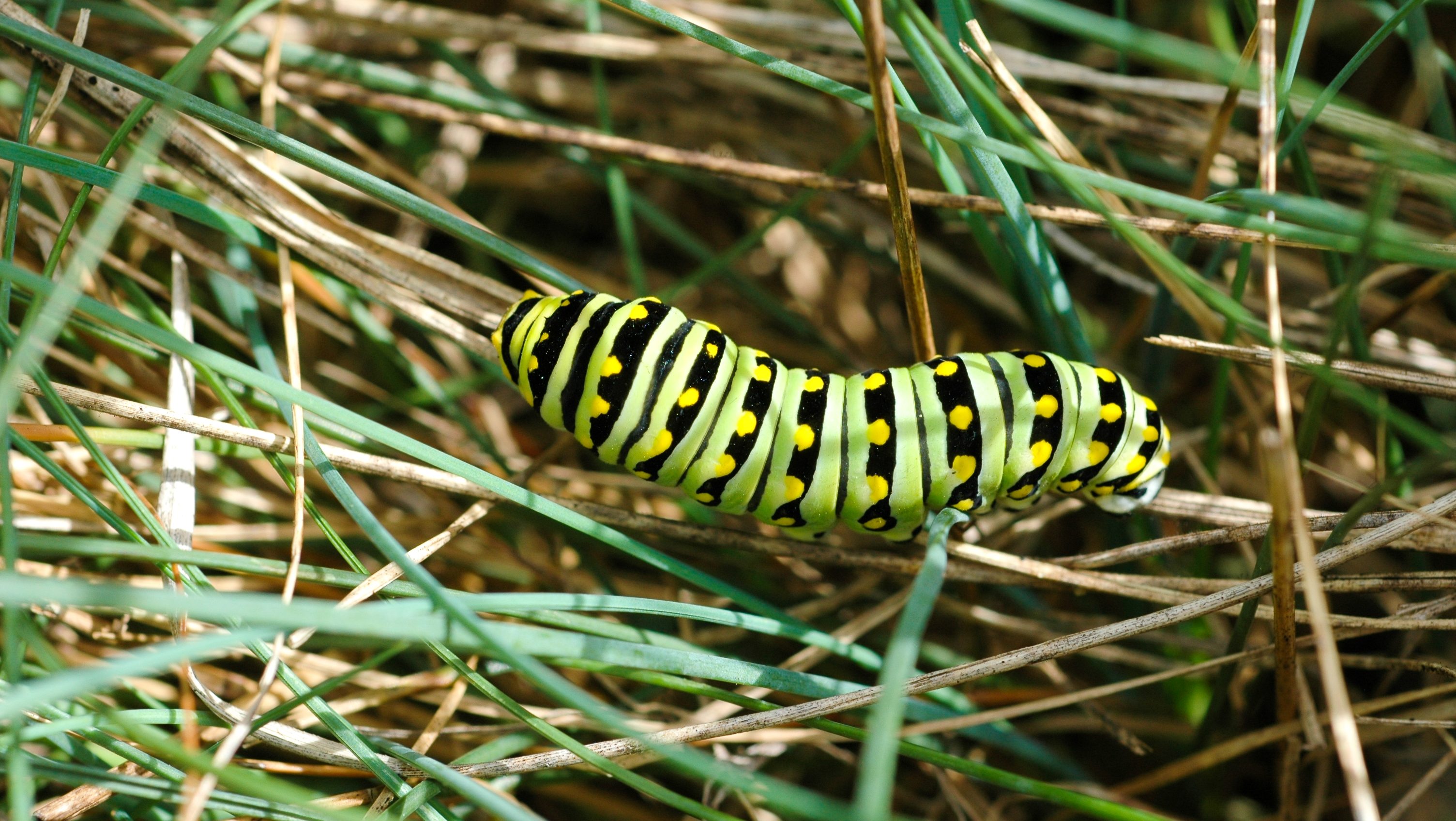 green and black caterpillar on the grass