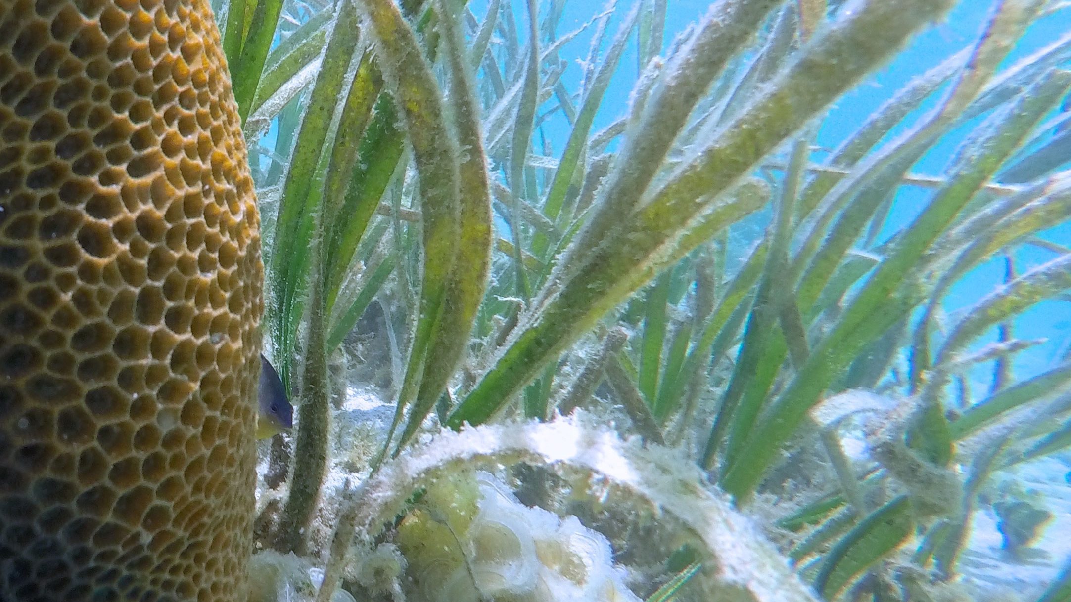 Corals live alongside seagrass in Indonesia. ©Margaux Hein