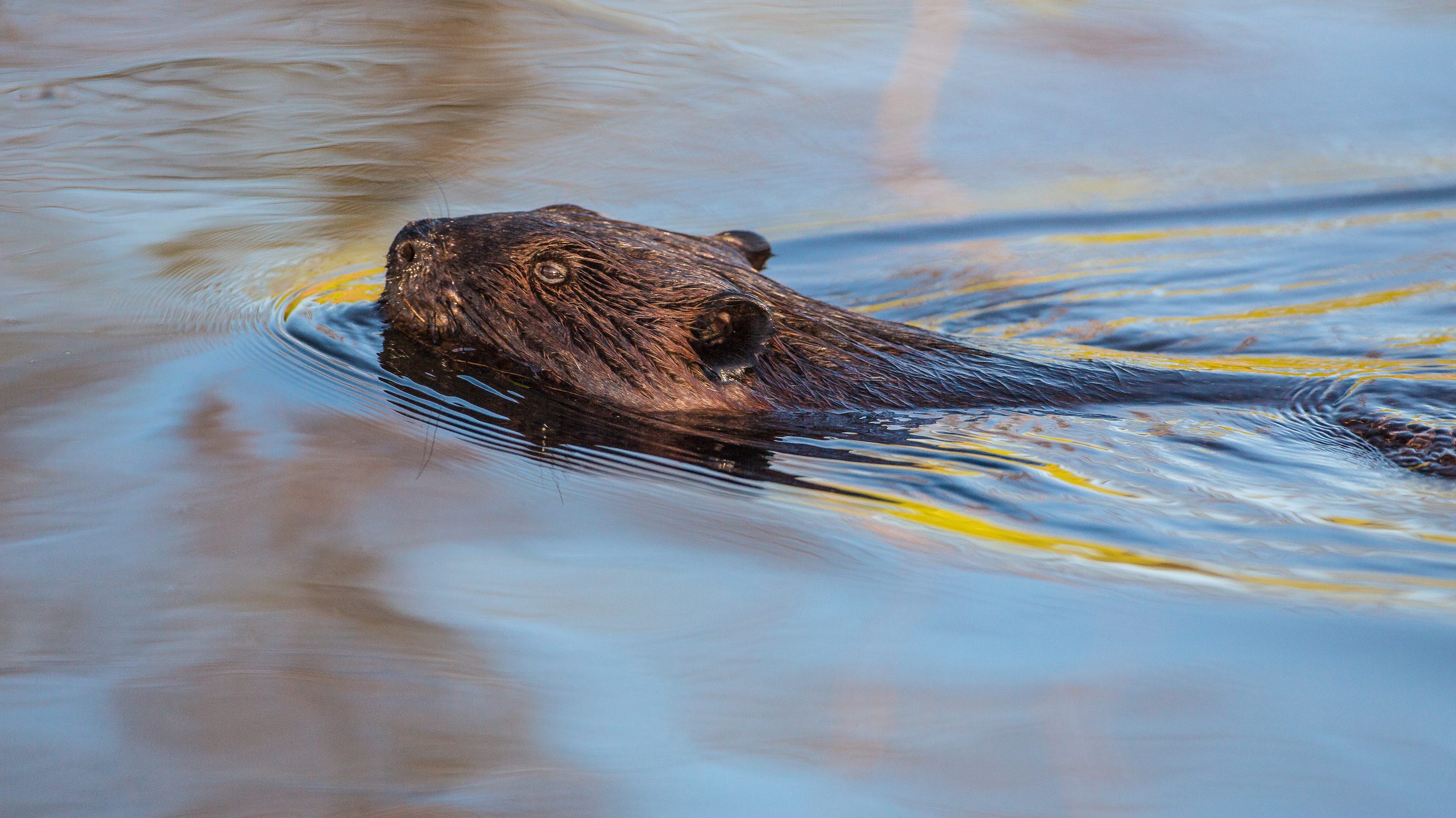 freshwater mammals