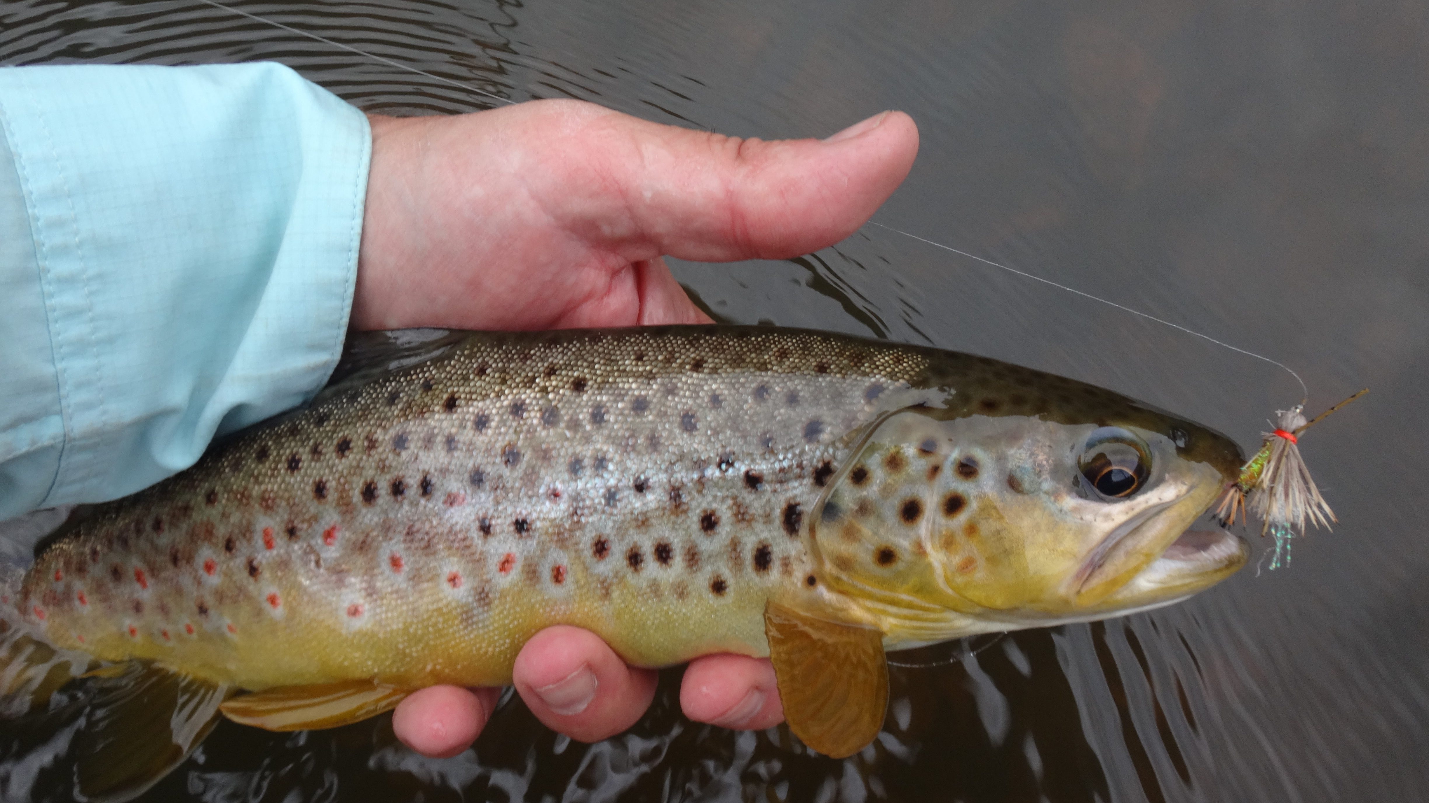 50 Fish, 50 States: Trout at 11,000 Feet - Cool Green Science