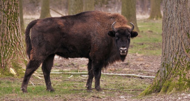 large bison like mammal in a forest