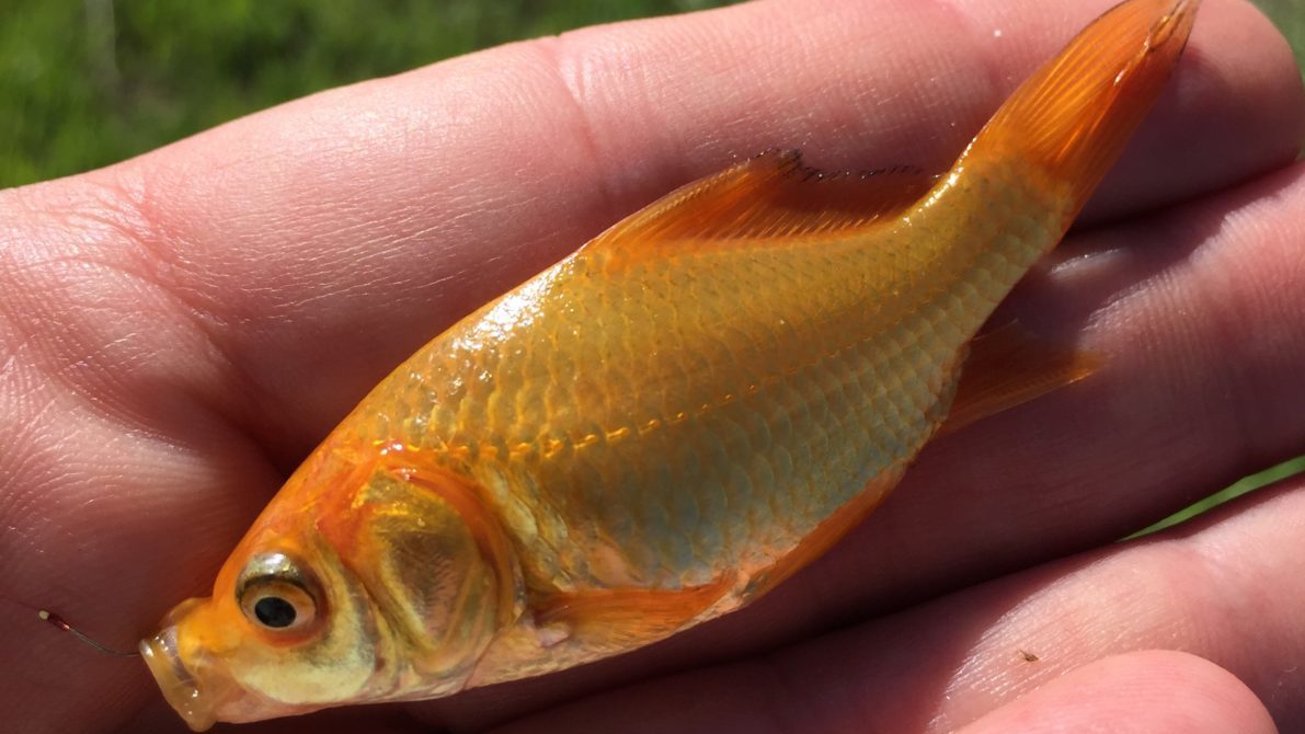 50 Fish, 50 States: Freaks in the Hot Springs - Cool Green Science