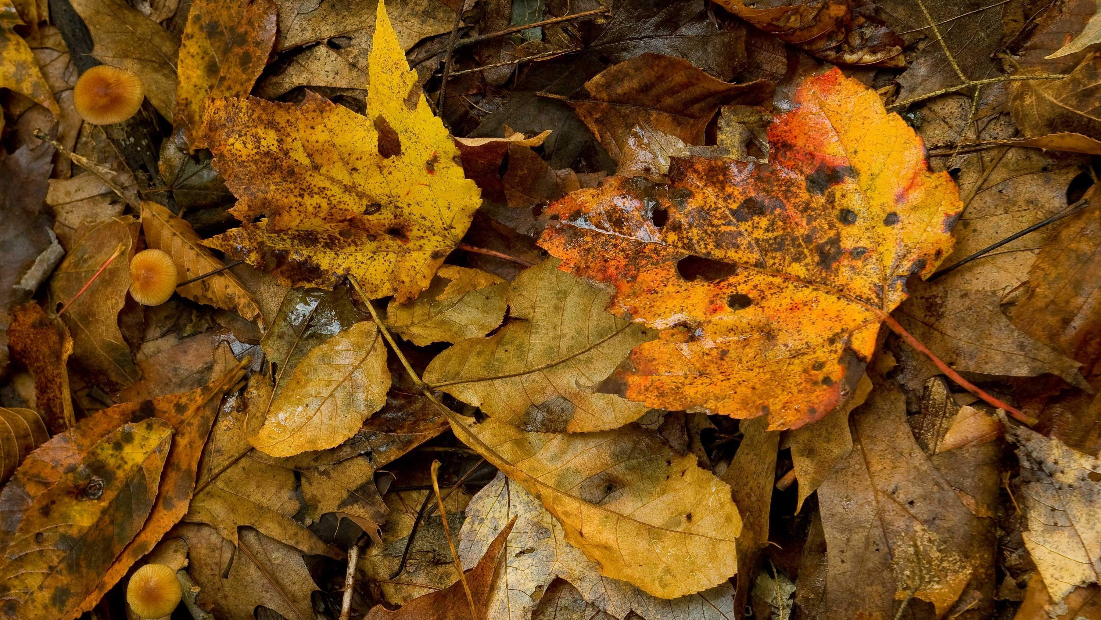 dead leaves and mushrooms 