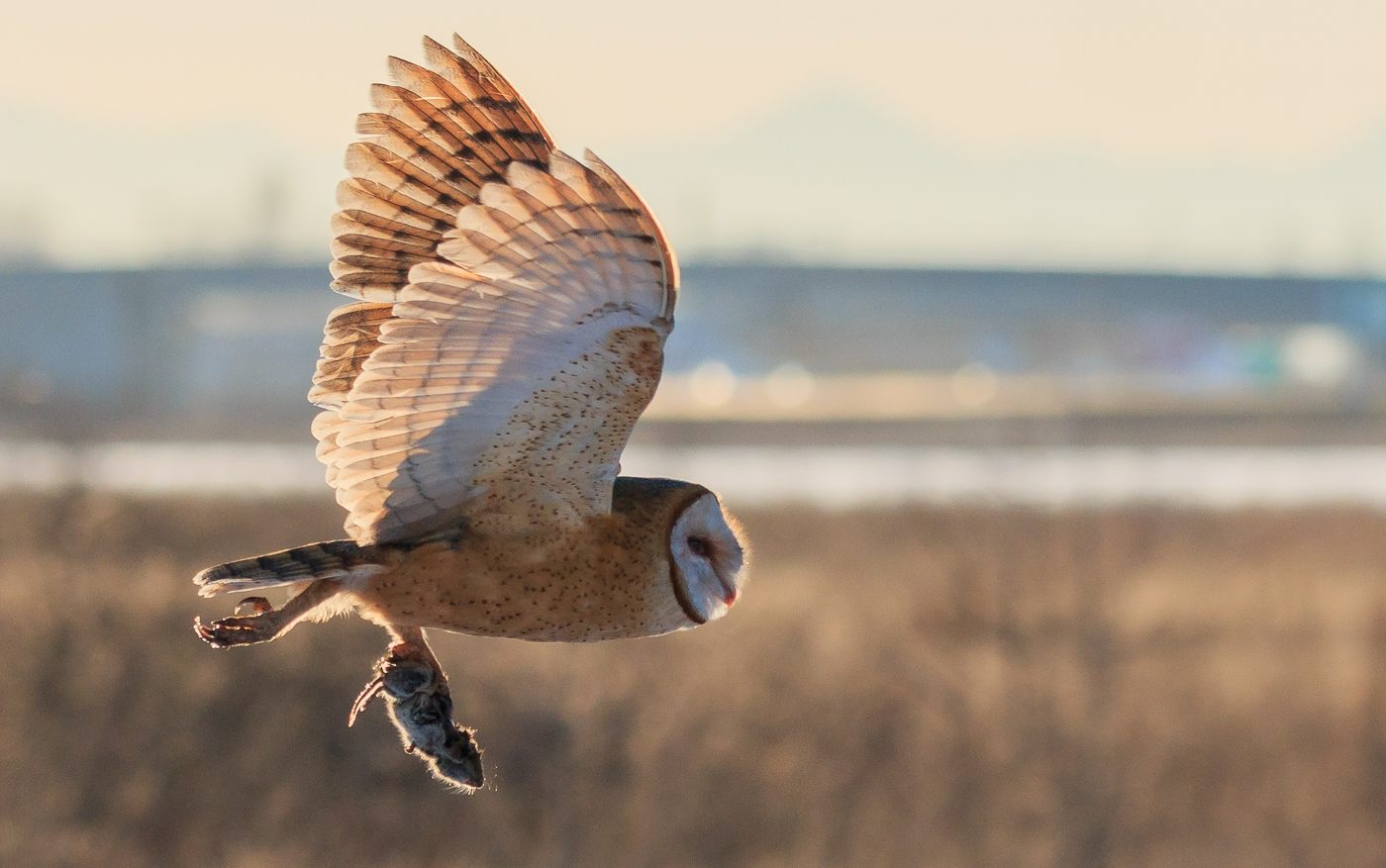 large cream-colored owl flying with a small rodent in its talons