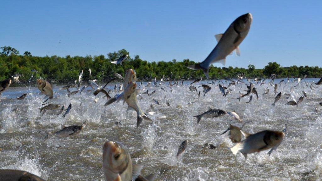 Fish Jumping Into Boat