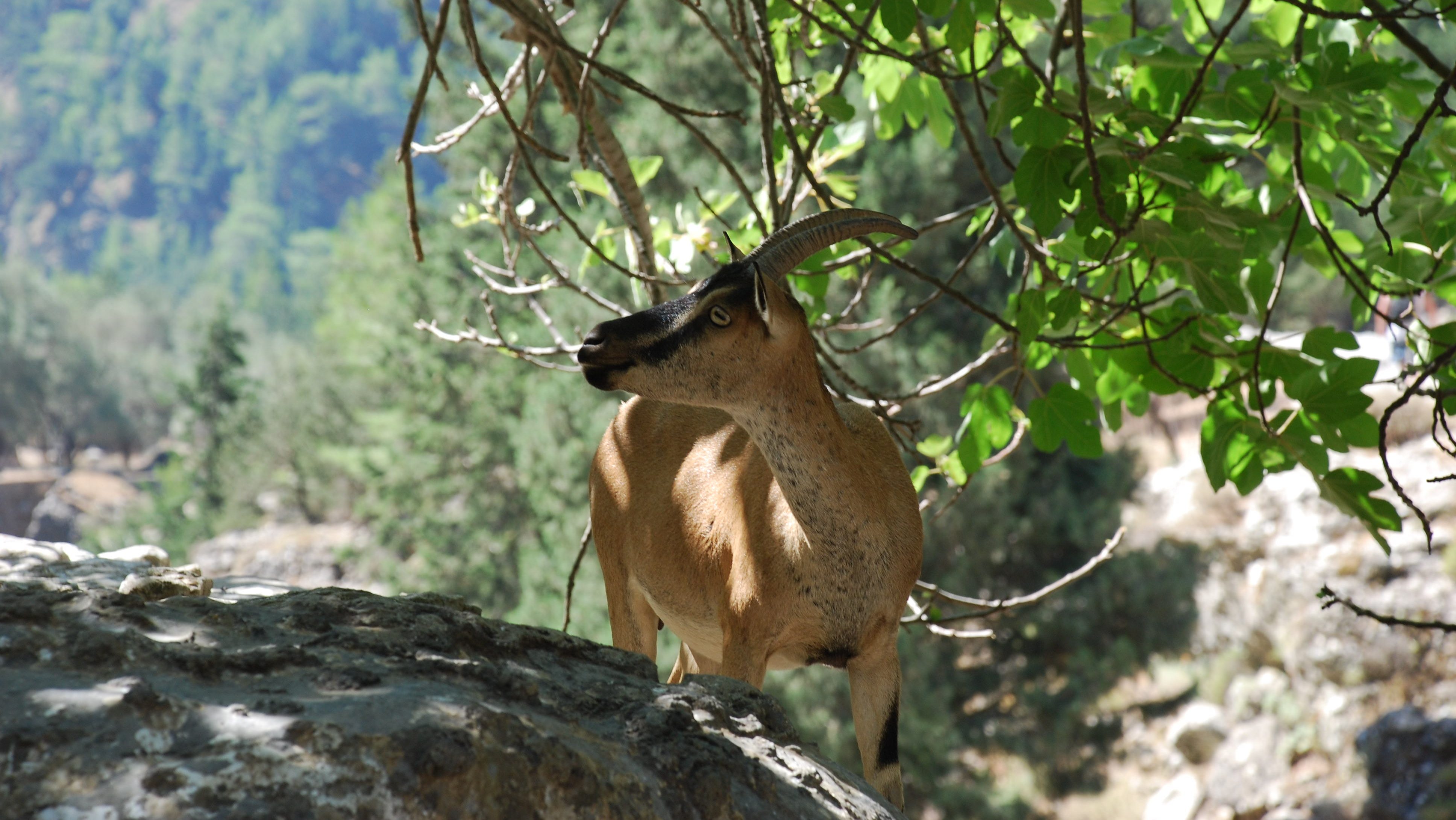 small goat-like animal in the shade