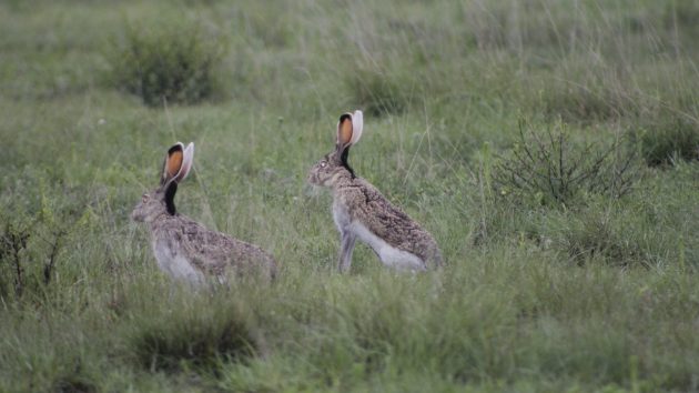 two jackrabbits in a field