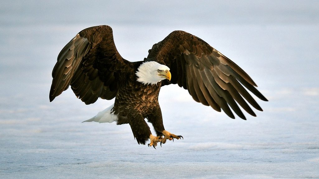 large raptor landing on an ice sheet