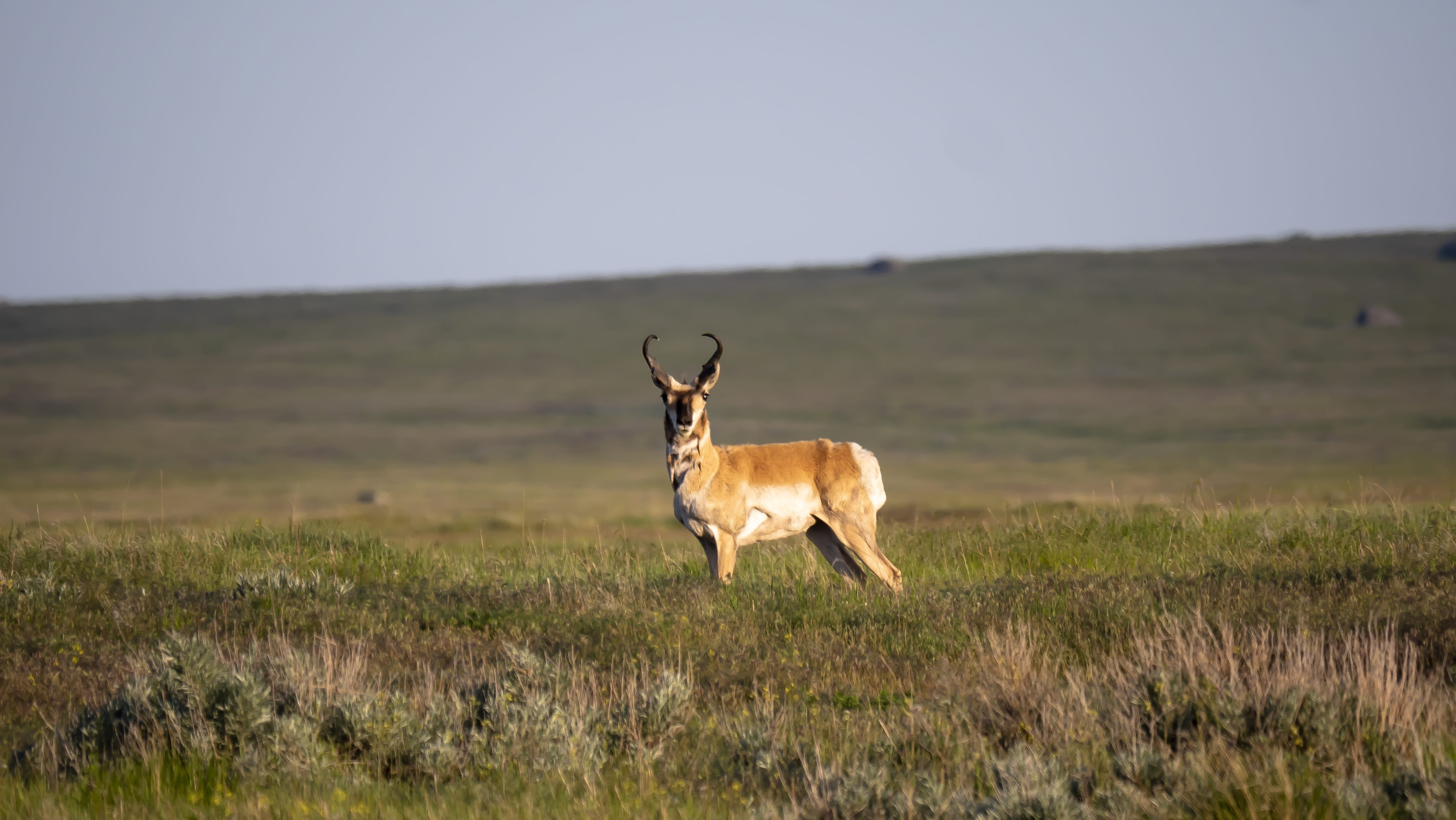 MT pronghorn male edited 1 Did You Know Pronghorns Shed Their Horns? 