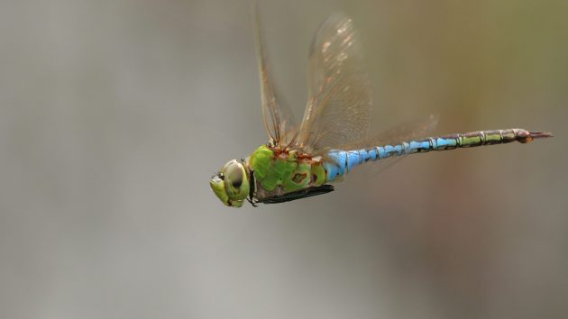 green and blue dragonfly in flight