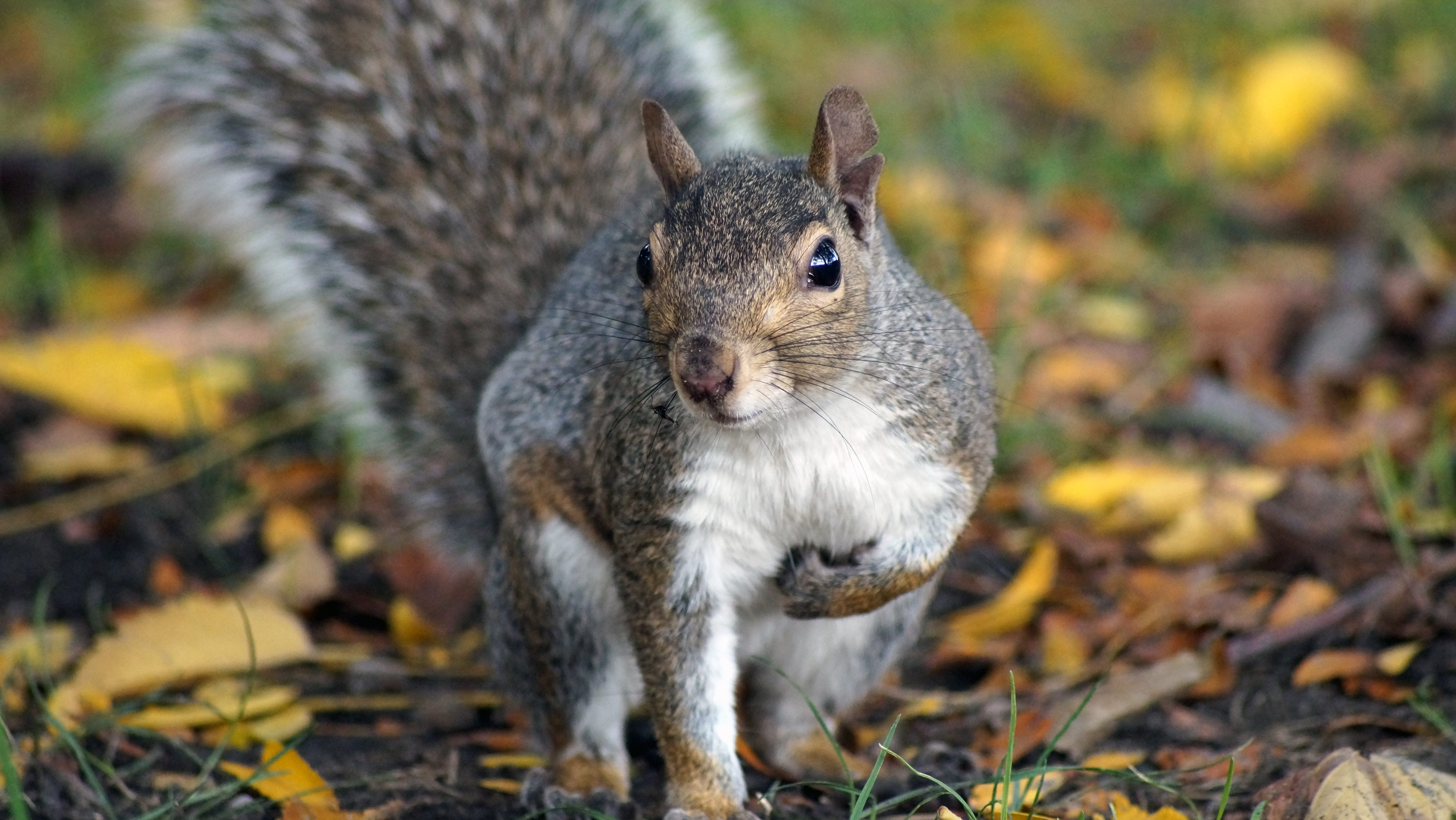 a squirrel on the ground amid fall leaves