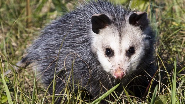 Strange and Surprising Facts about Opossums