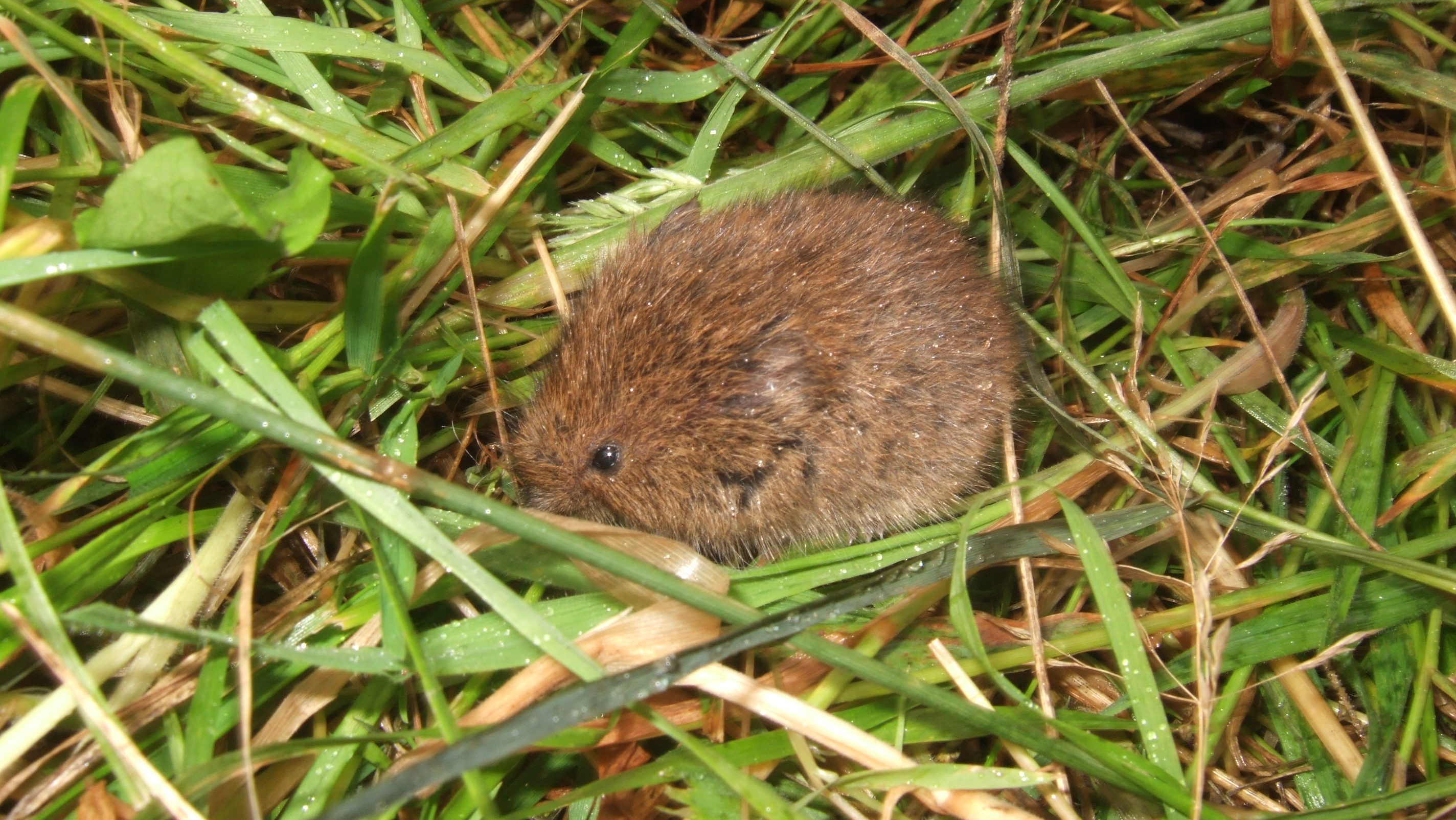 small brown rodent in the grass