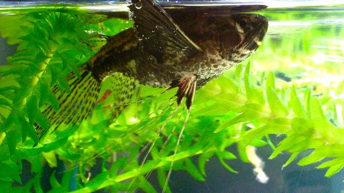 Freshwater butterfly fish store care