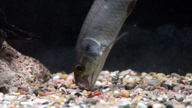 The Amazing Ancient Fishes Of Africa Cool Green Science the-amazing-ancient-fishes-of-africa-cool-green-science