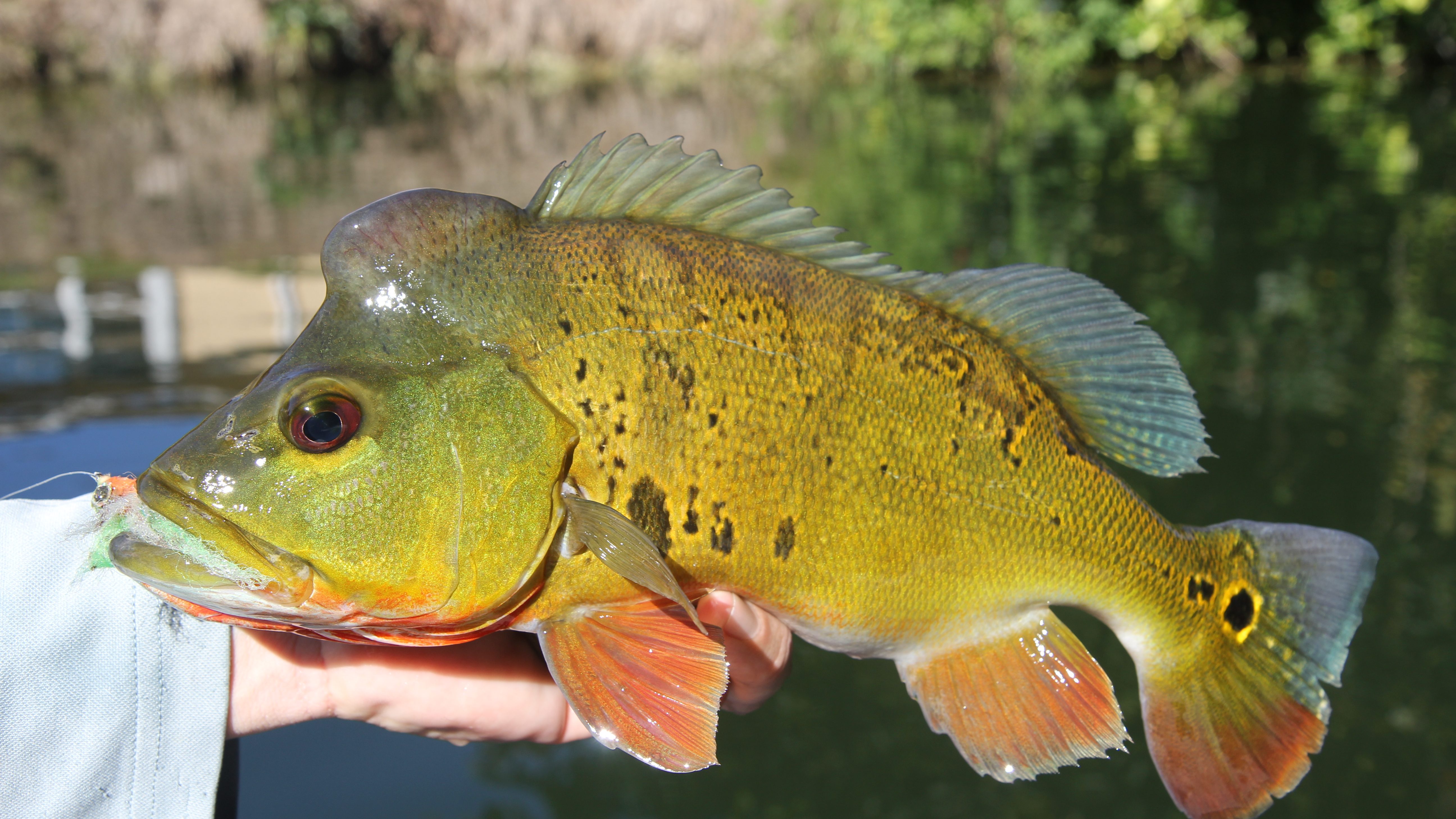 Peacock Bass Fishing Trip: Exotic Experience Near Key Largo: Book