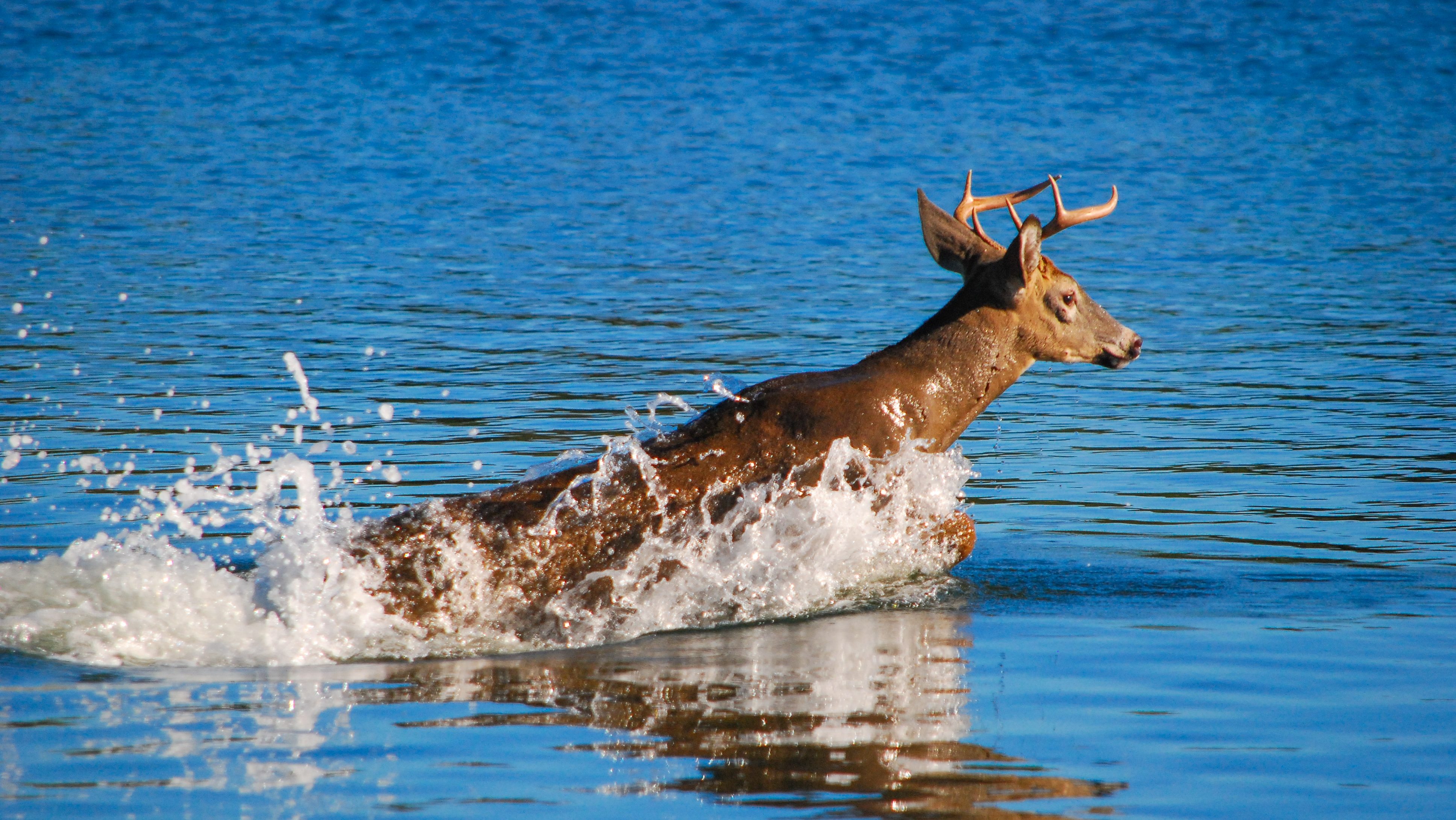 a deer swimming across open waater