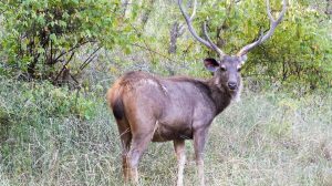 A Guide to Non-Native Deer in the United States