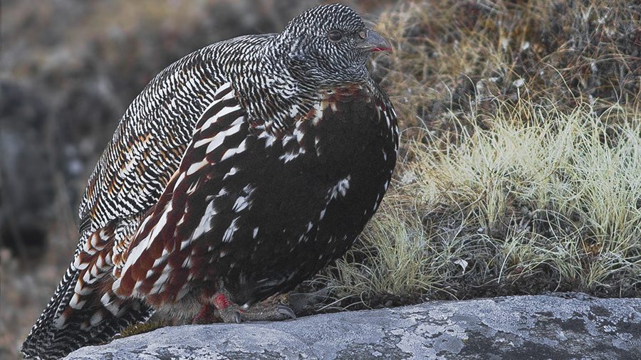 squat round bird with dark chest