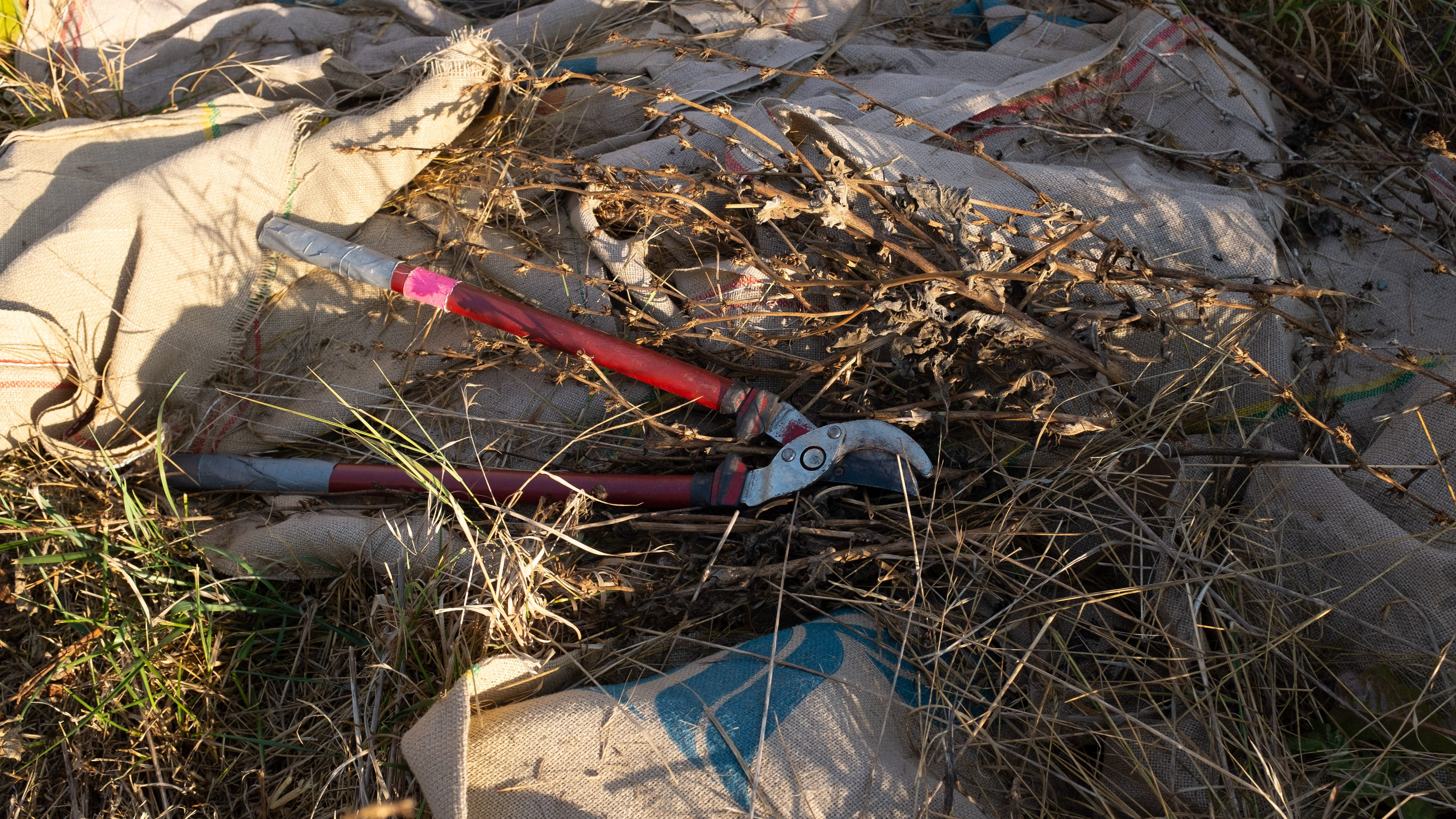 pruning shears on the ground