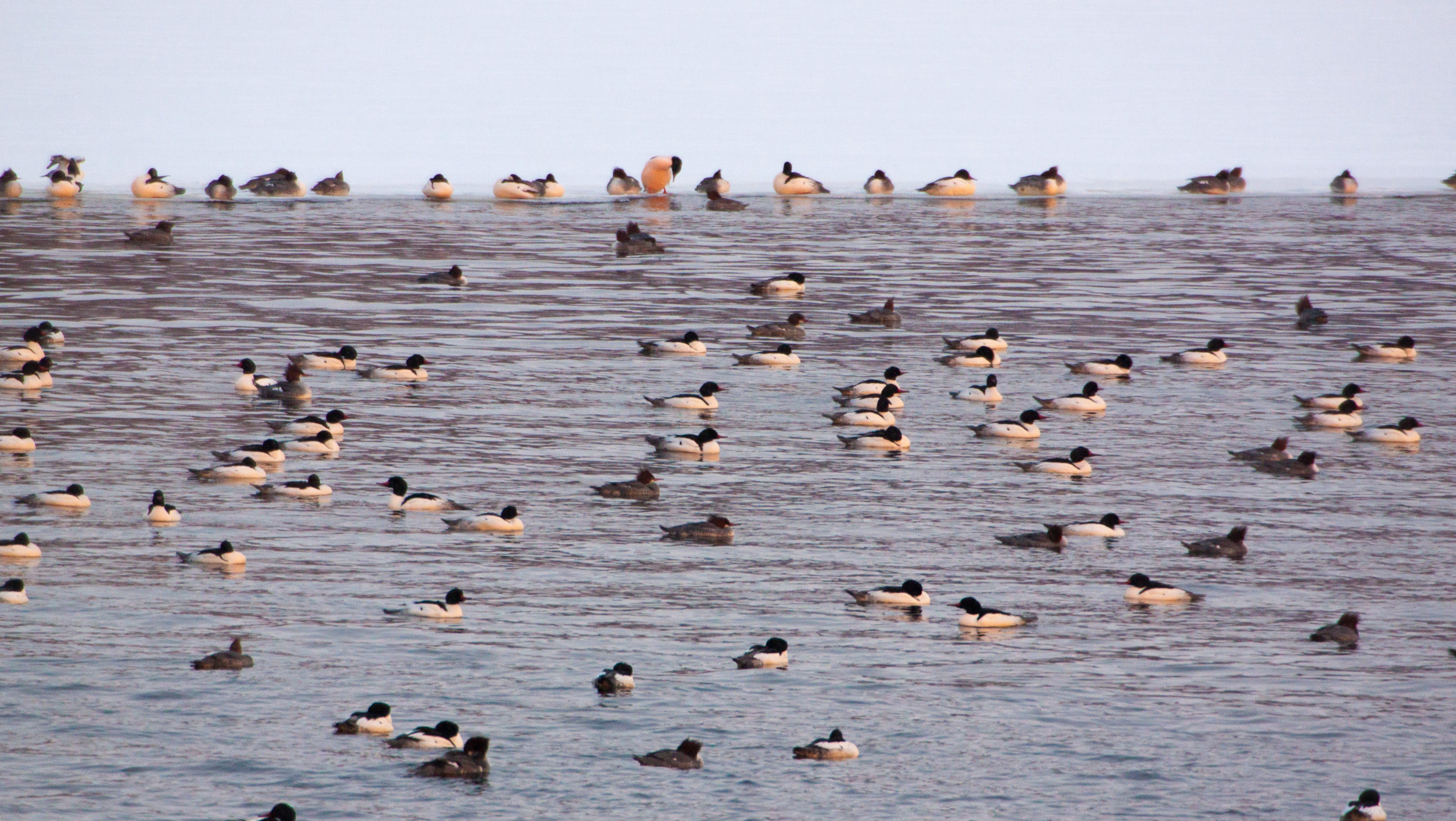 ducks out on open waer