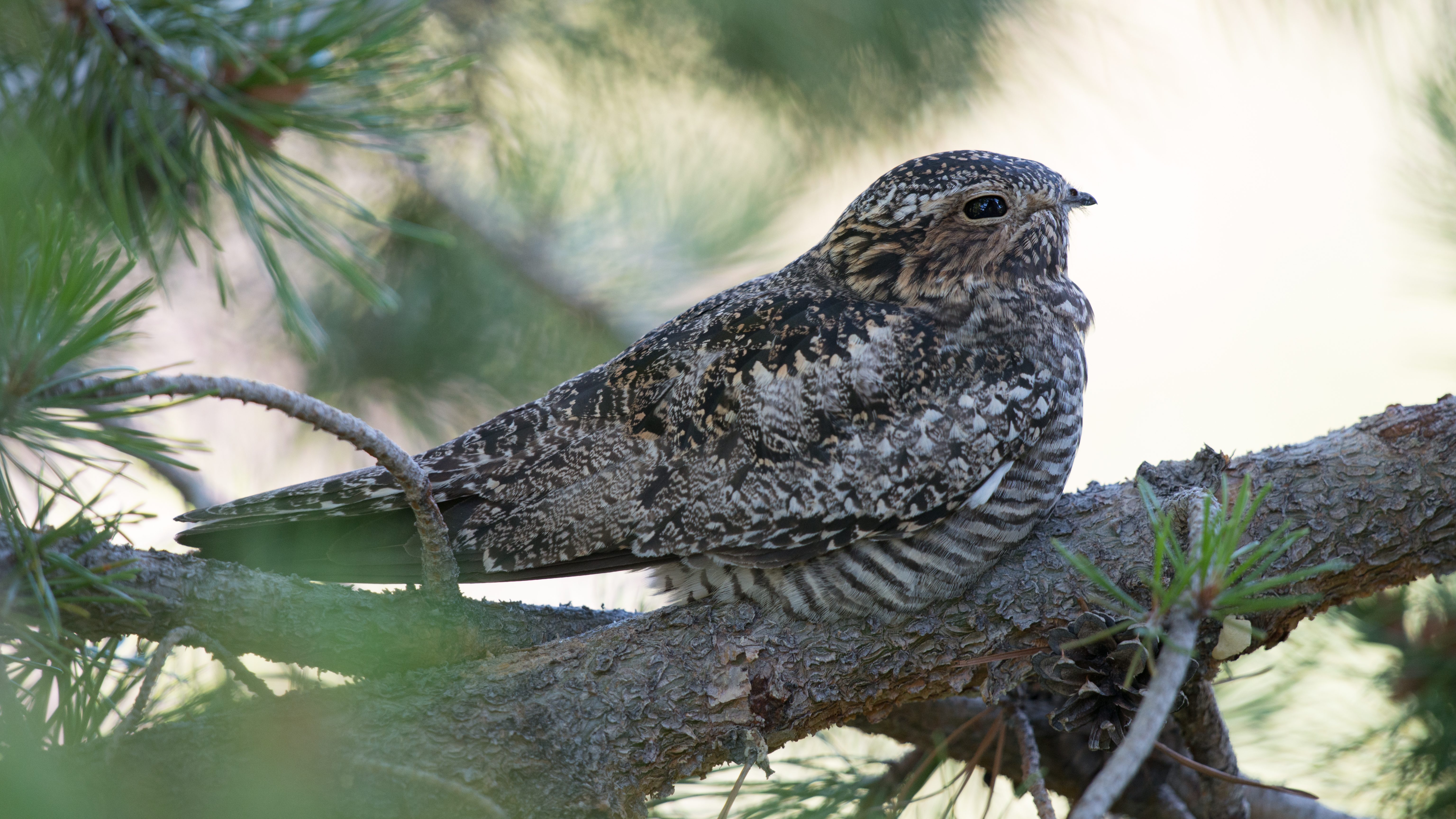 nighthawk in a tree