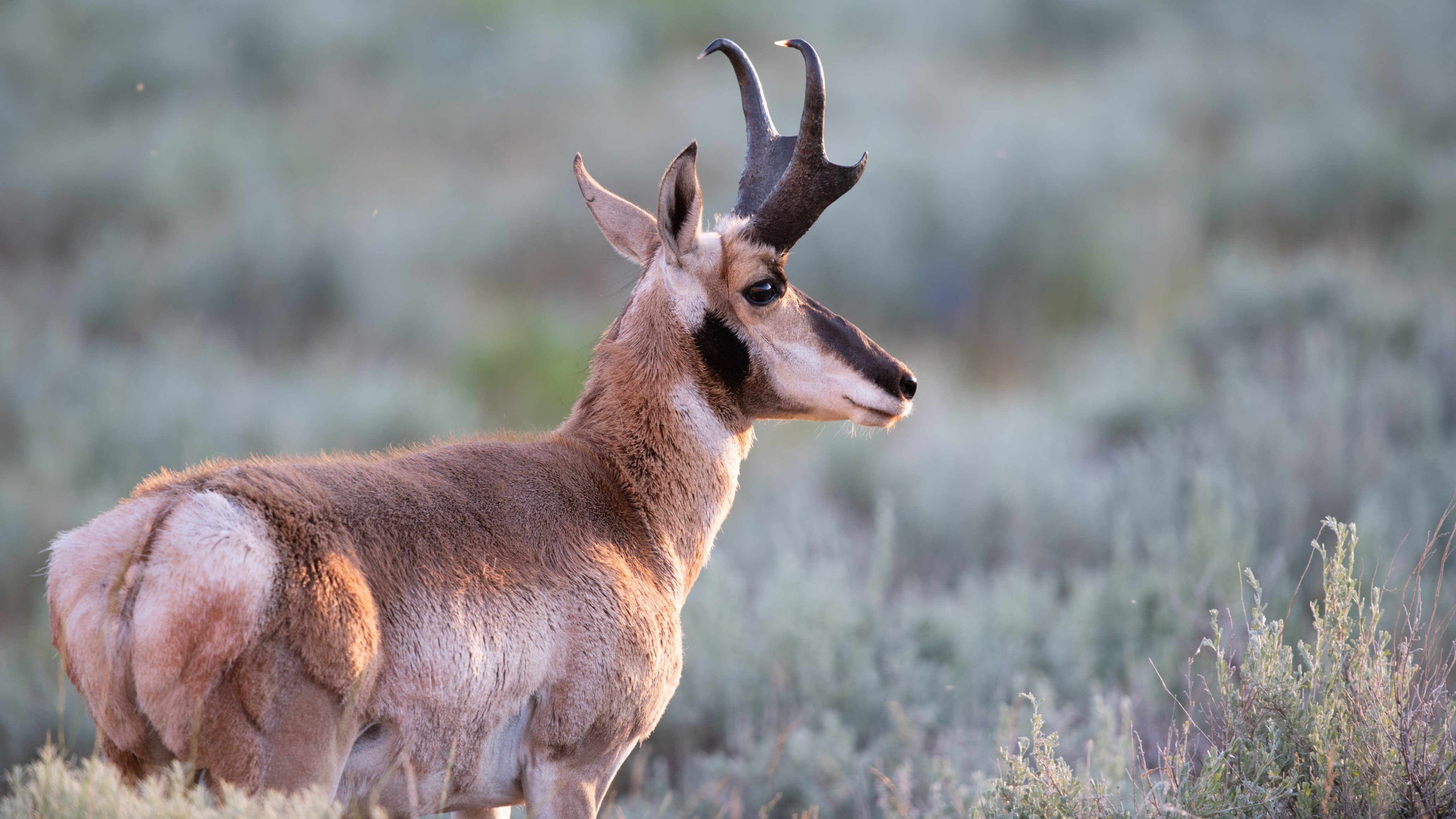 WY Red Canyon Ranch Antelope Buck 001 edited Did You Know Pronghorns Shed Their Horns? 