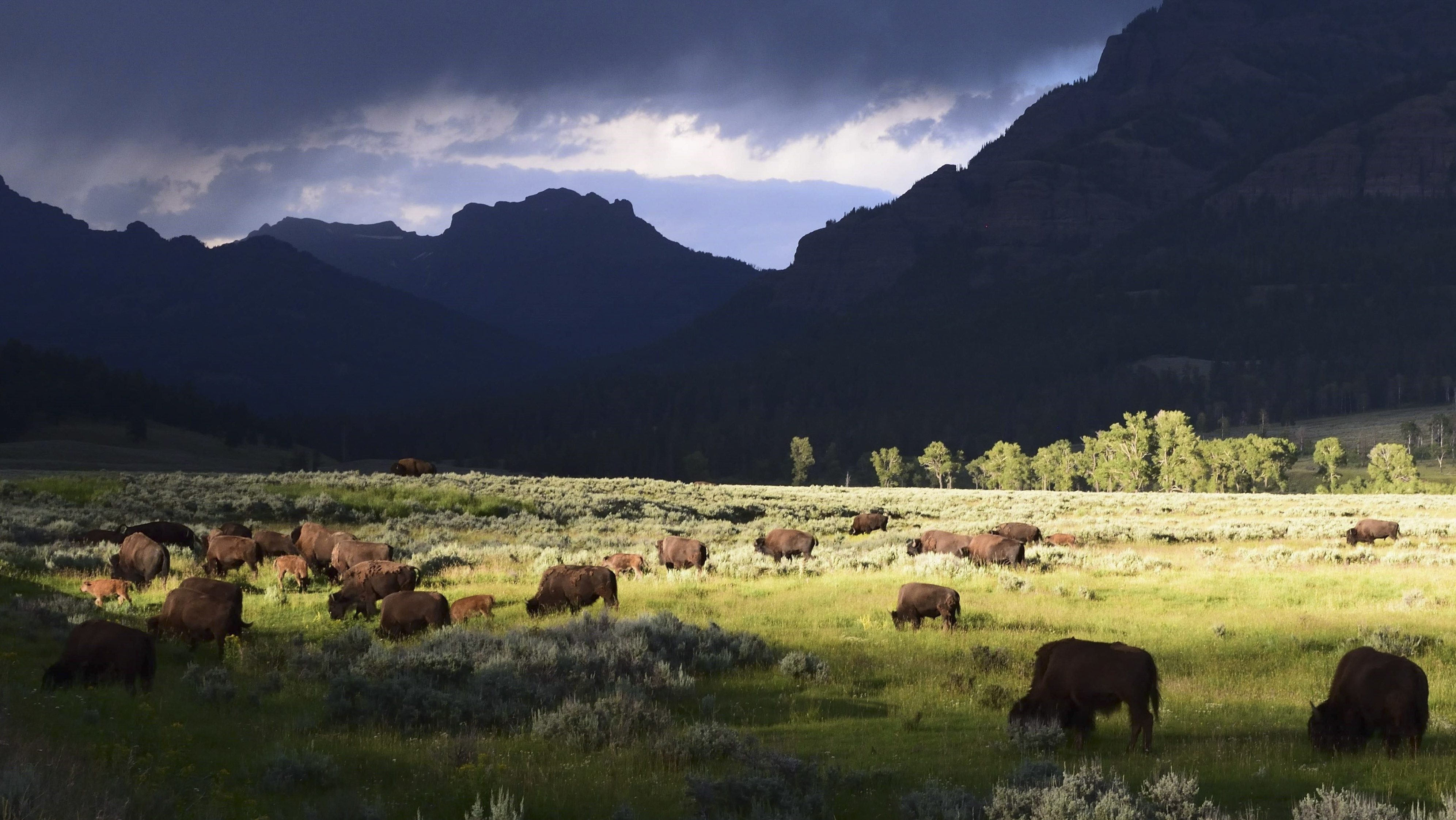 bison in a valley wth mountains in the background