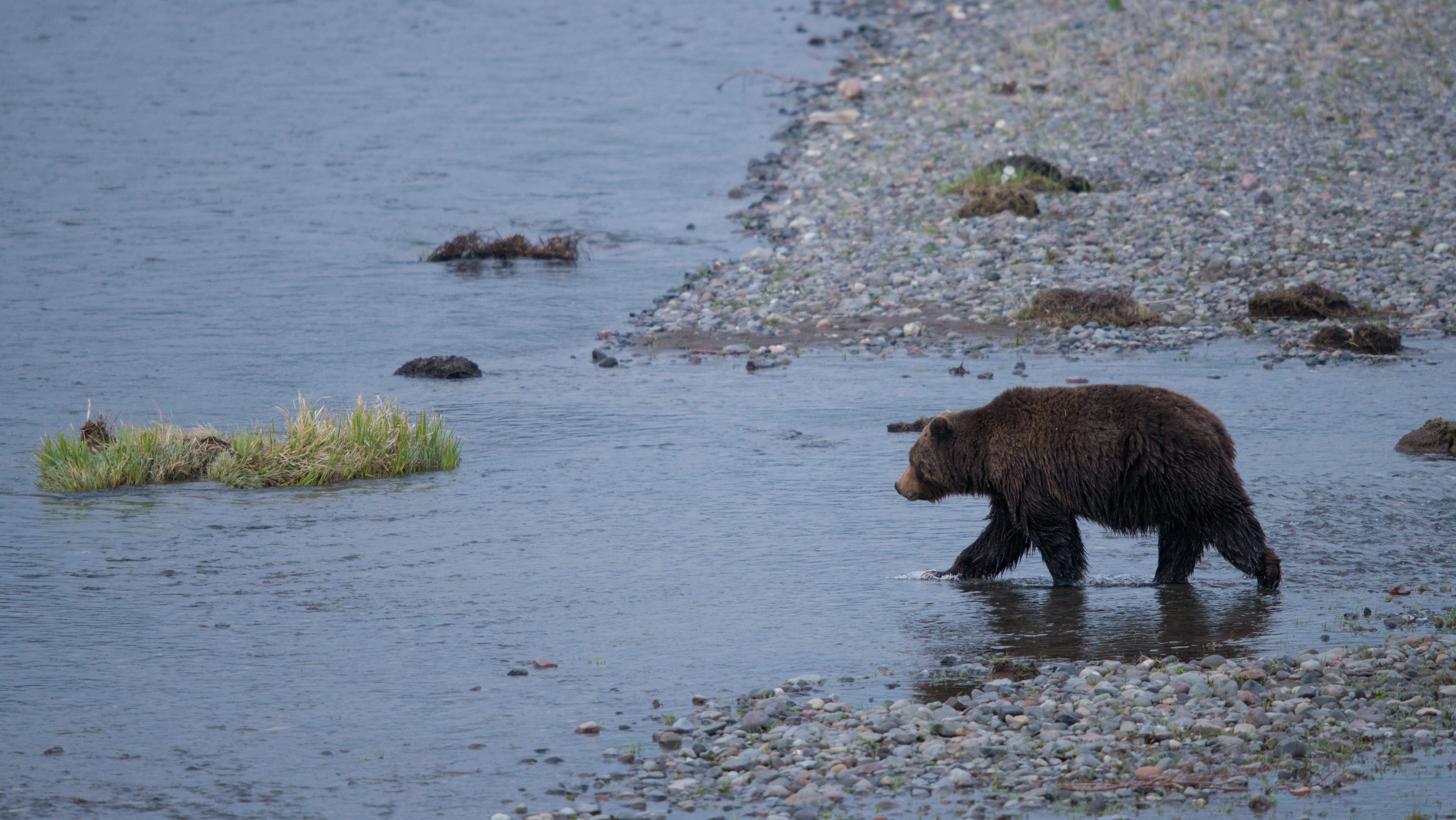 grizzly bear wading in a stream