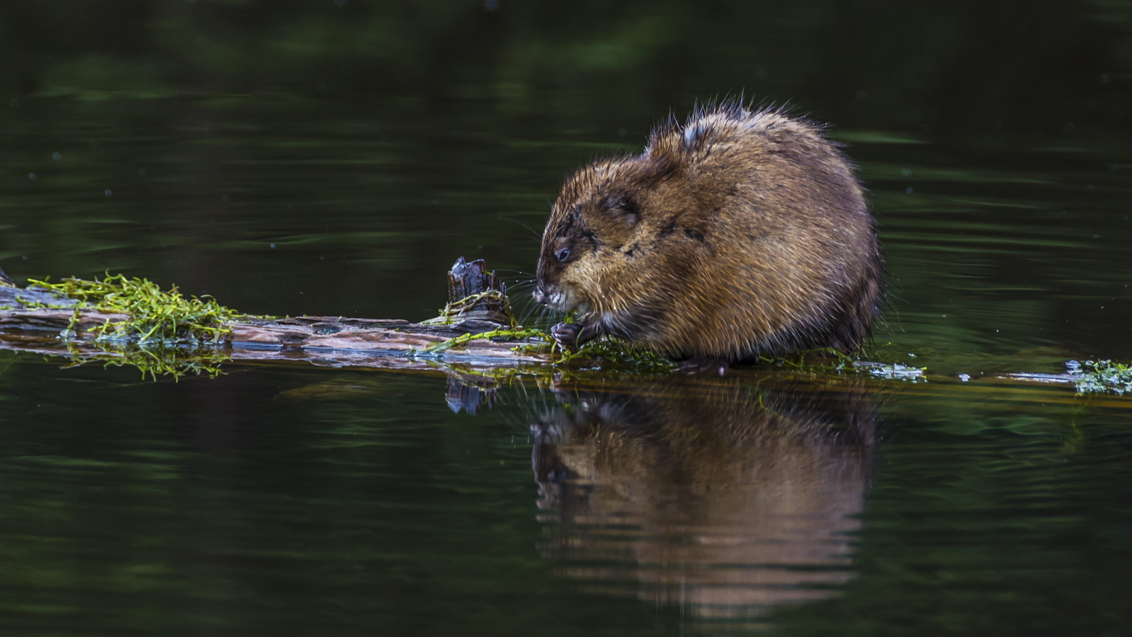 freshwater mammals