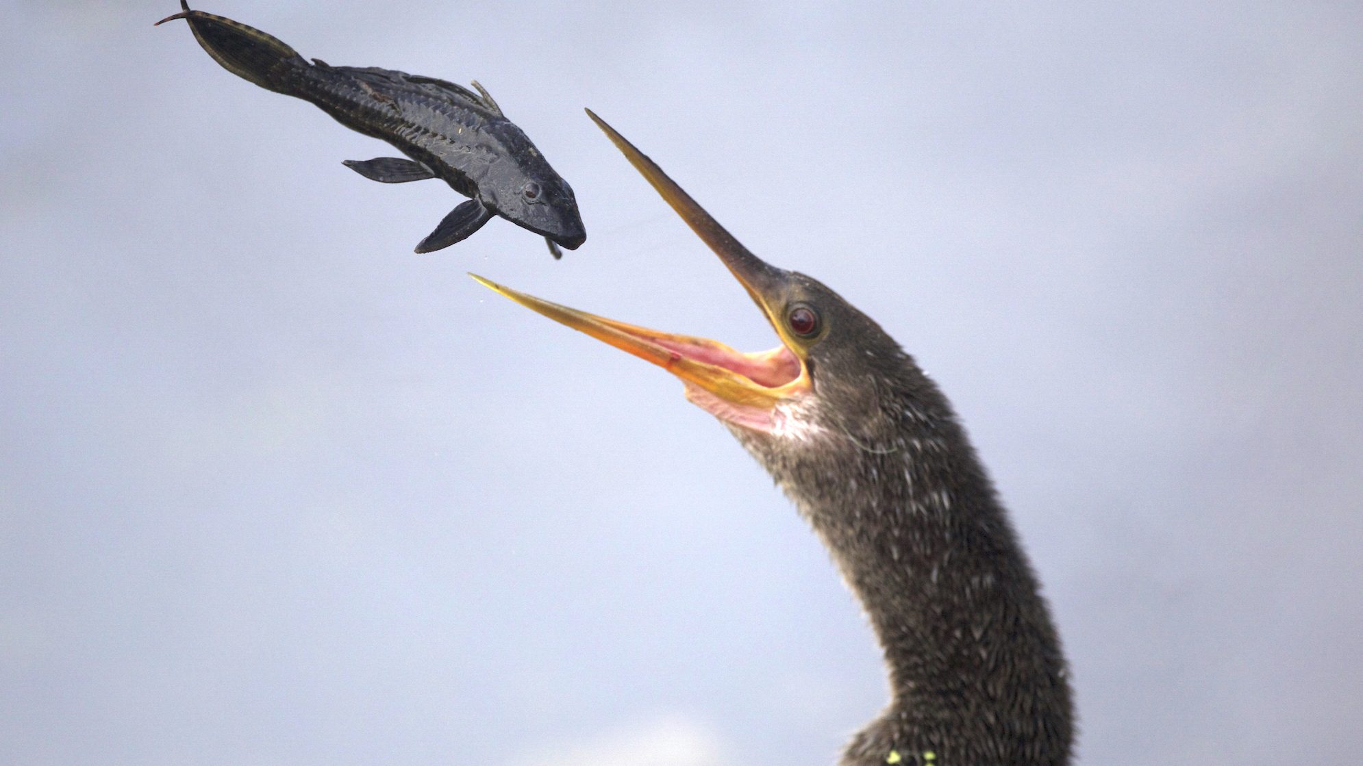 bird tossing fish in the air and holding it's mouth open to catch