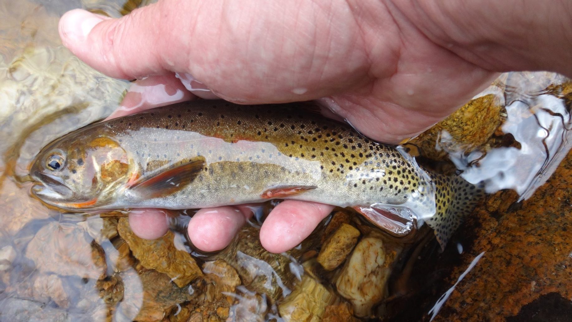 50 Fish, 50 States: Trout at 11,000 Feet - Cool Green Science