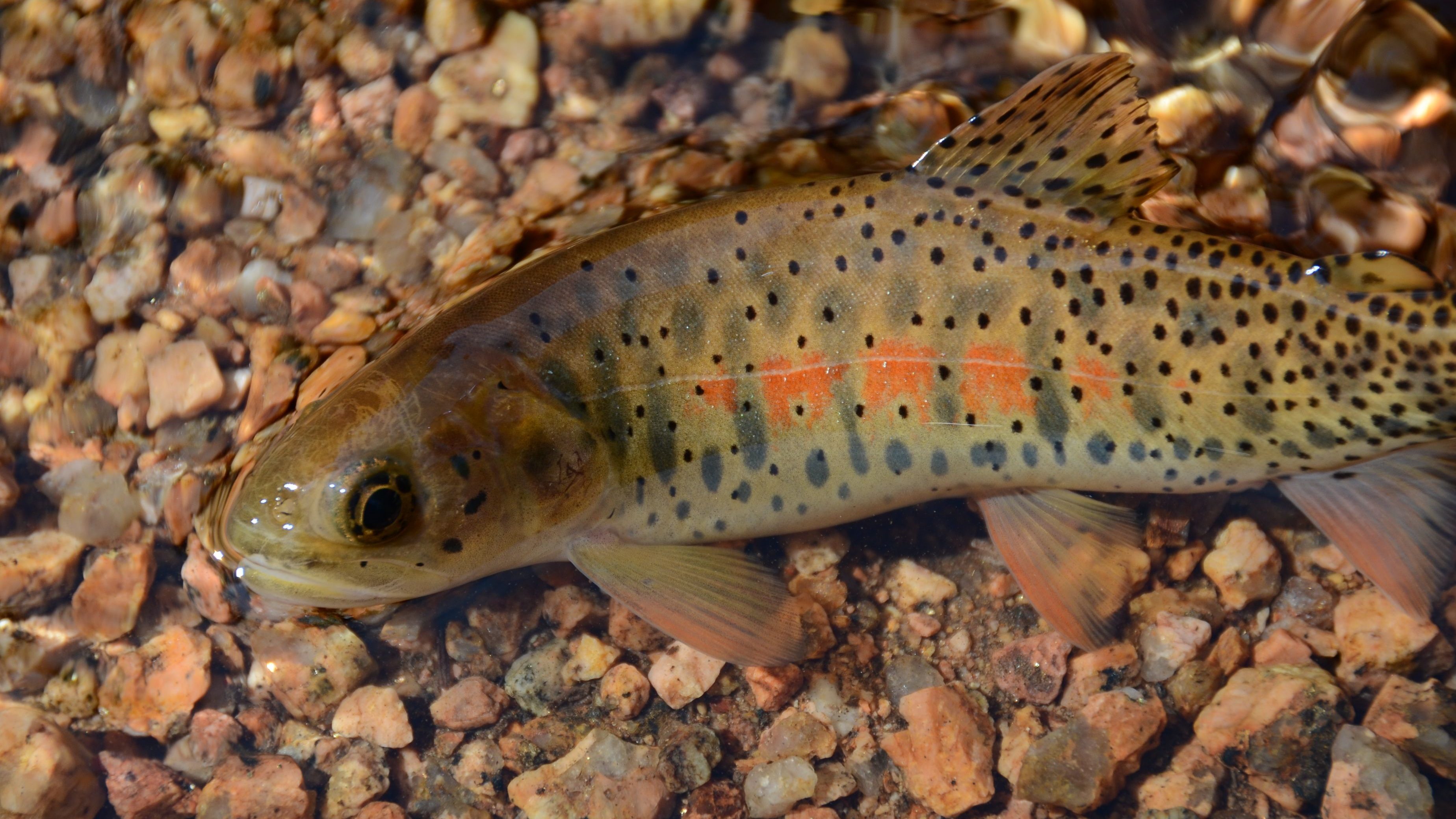 a small trout fish