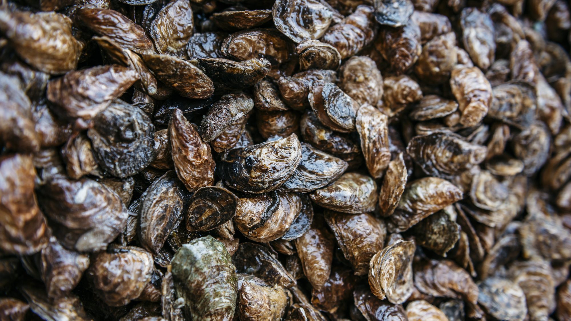 Can We Save the Olympia Oyster by Eating It?